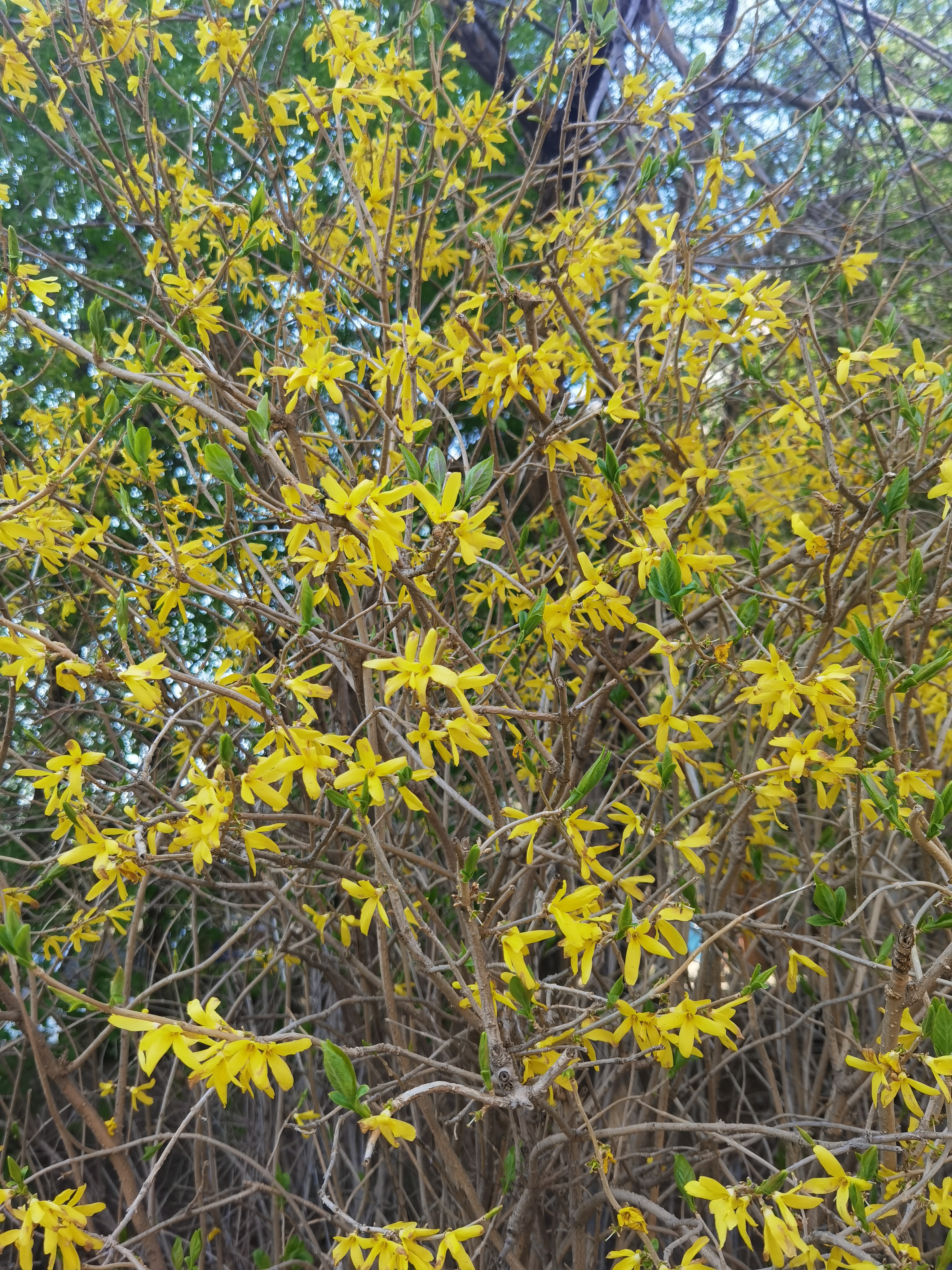 迎春花生长图片