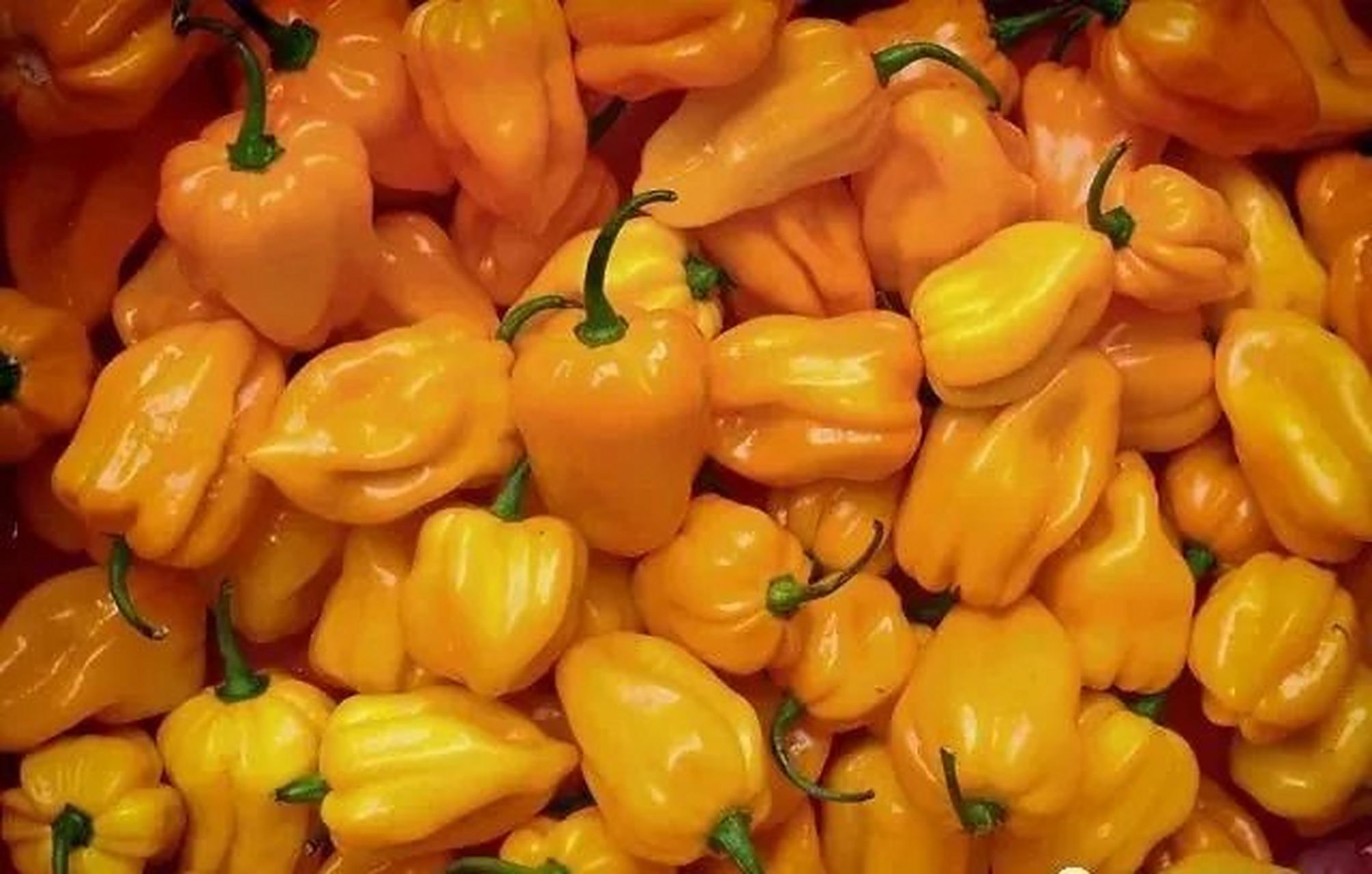 黄灯笼辣椒辣度达十五万辣度单位,在世界辣椒之中位居第二位,是真正的