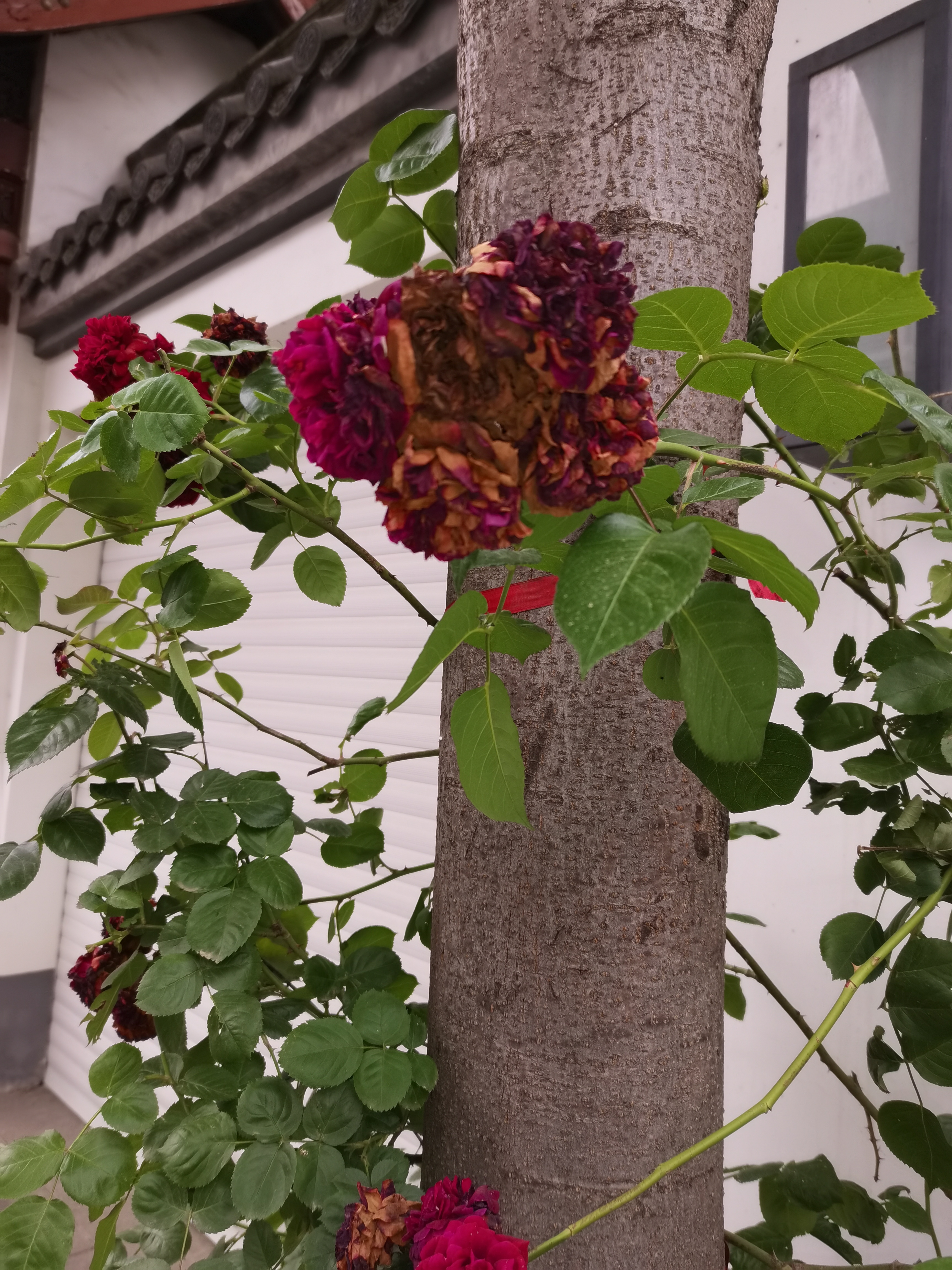 童安格干燥花图片