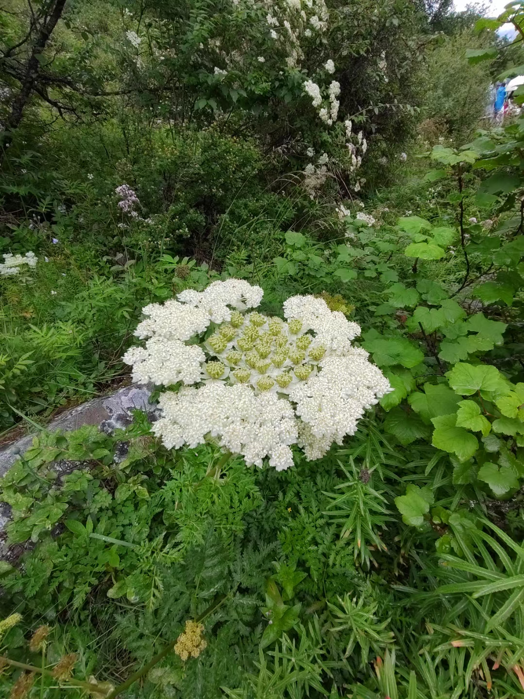 秋日生活创作季# 高山上的花环! 致敬著名电影导演谢晋!