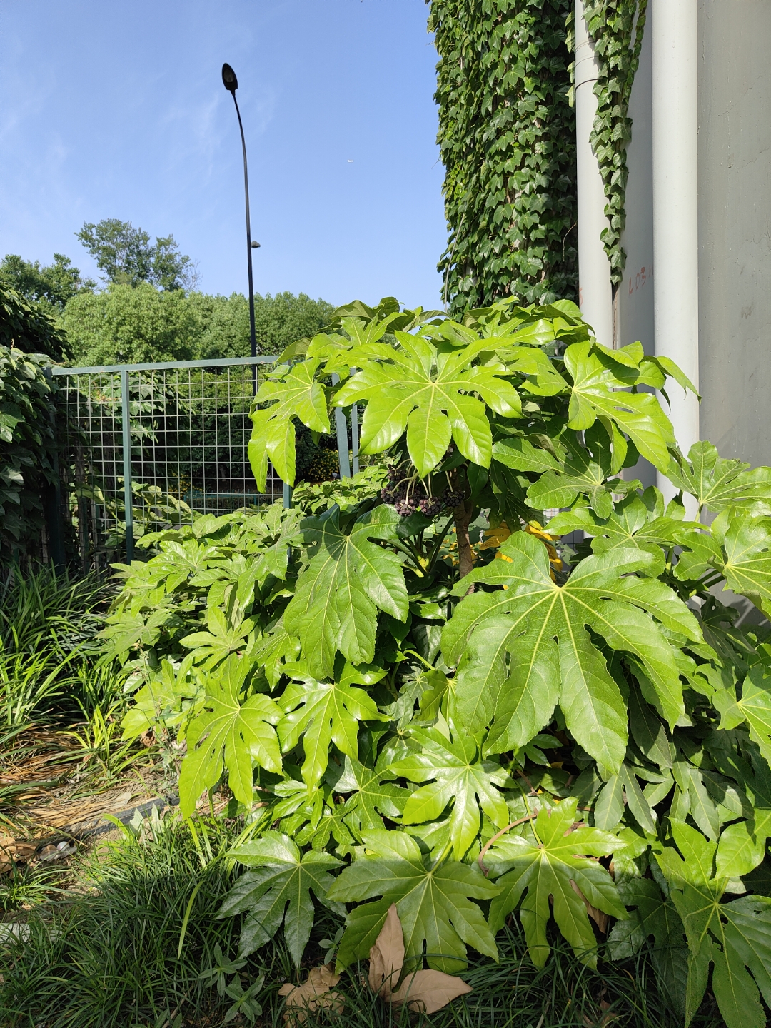心情好,能注意到高架桥下的绿植是否结果,心情不好,内耗到身体疲惫