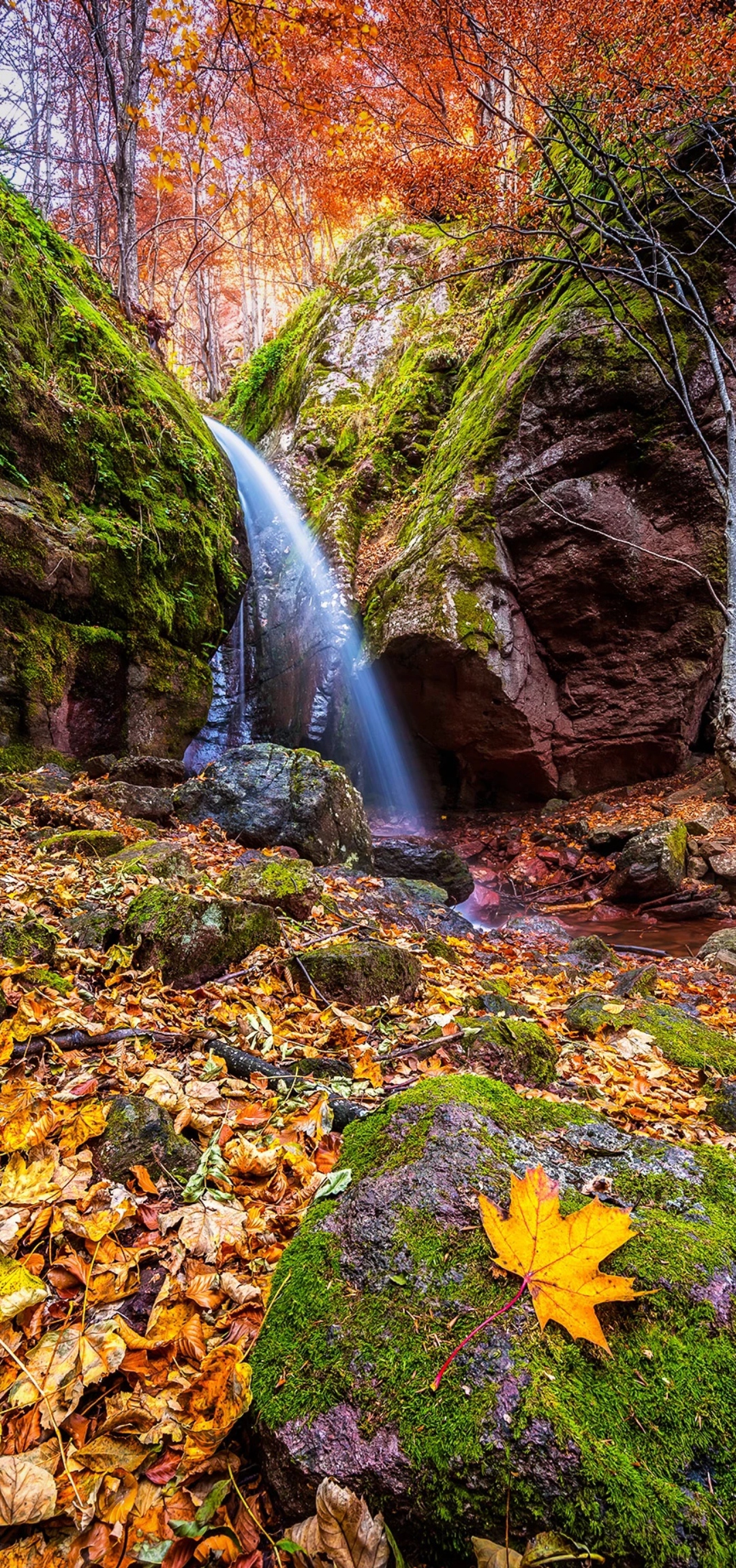 93秋天的河流,穿越枫叶林的奇迹94  93秋天的枫叶林,是大自然的