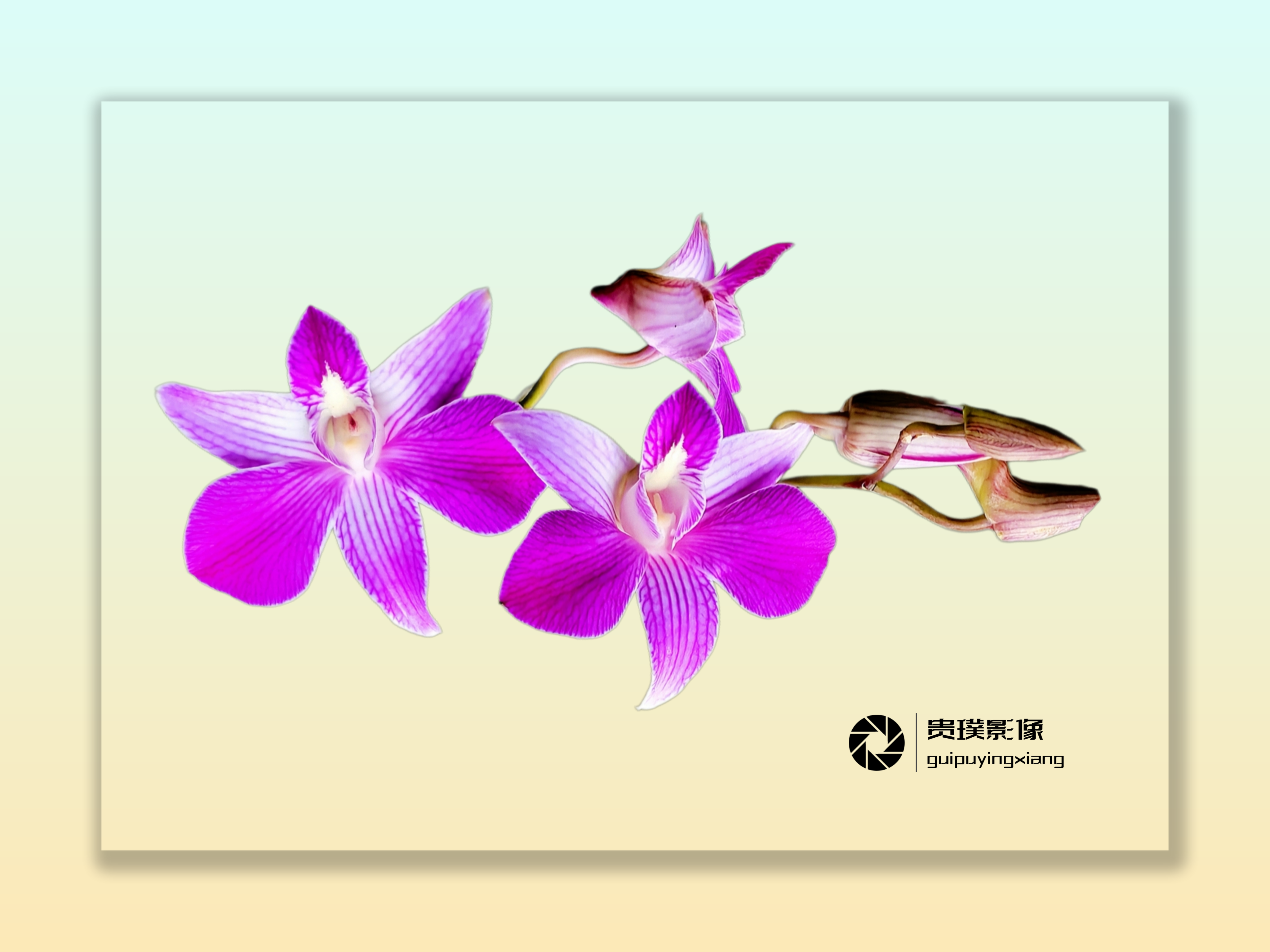 我爱幽兰异众芳,不将颜色媚春阳. 西风寒露深林下,任是无人也自香.