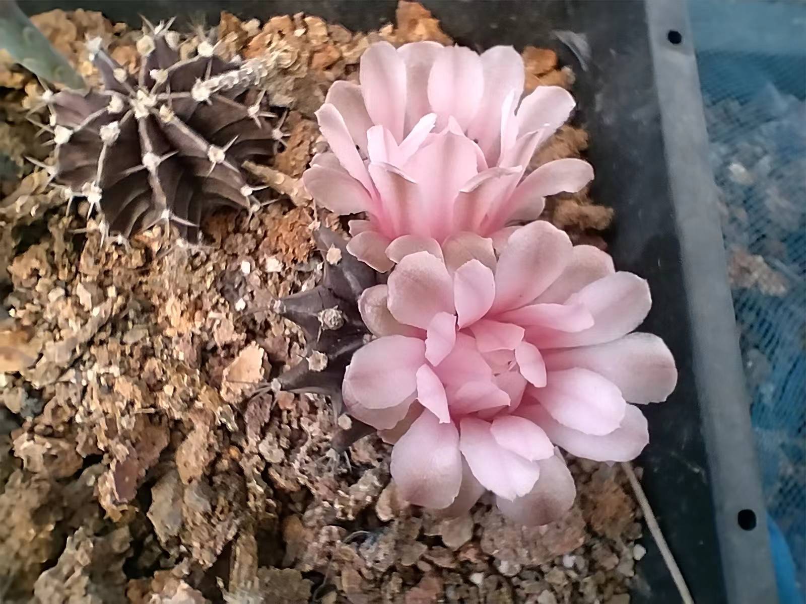 此牡丹非彼牡丹,这是仙人球中的牡丹玉,是一款普通的不能再普通的