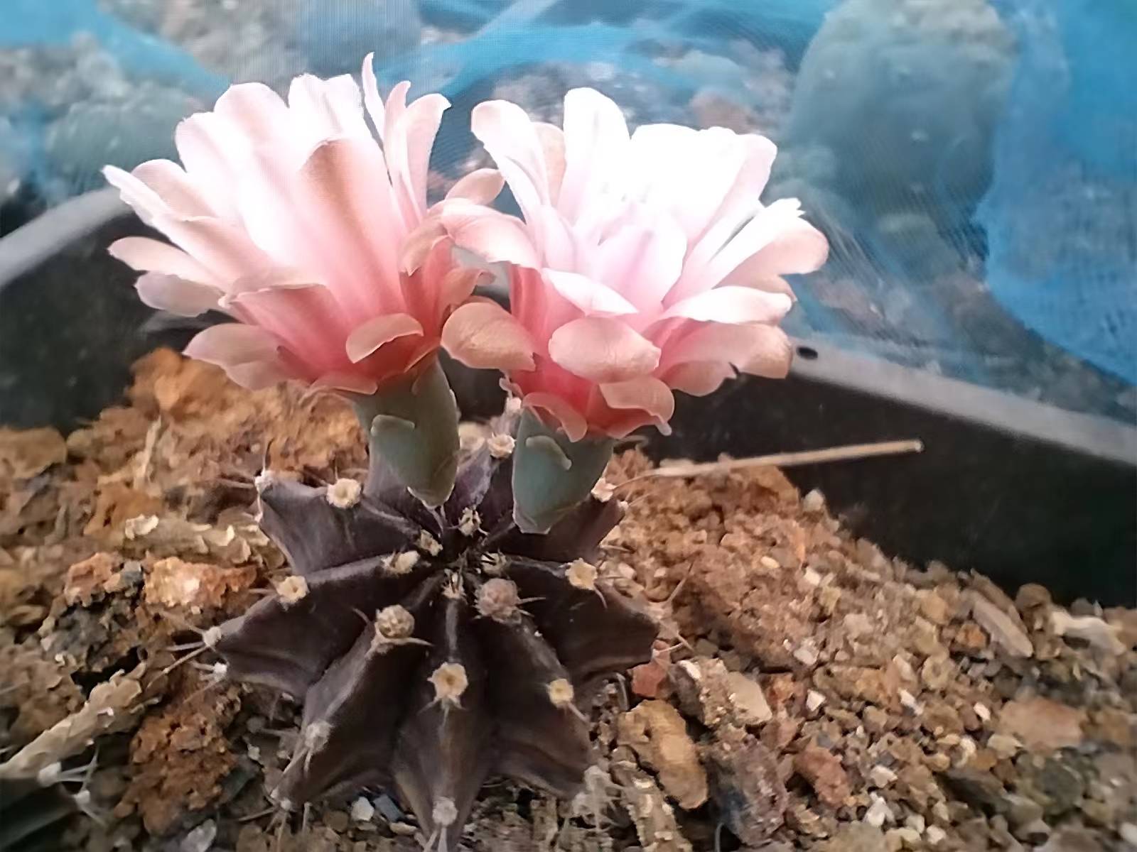 此牡丹非彼牡丹,这是仙人球中的牡丹玉,是一款普通的不能再普通的