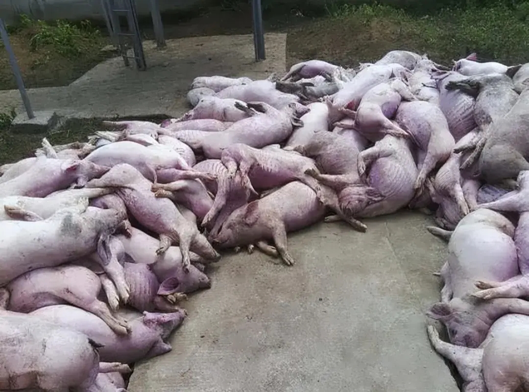 一家炼油作坊竟然用死猪烂肉炼油,让人震惊!