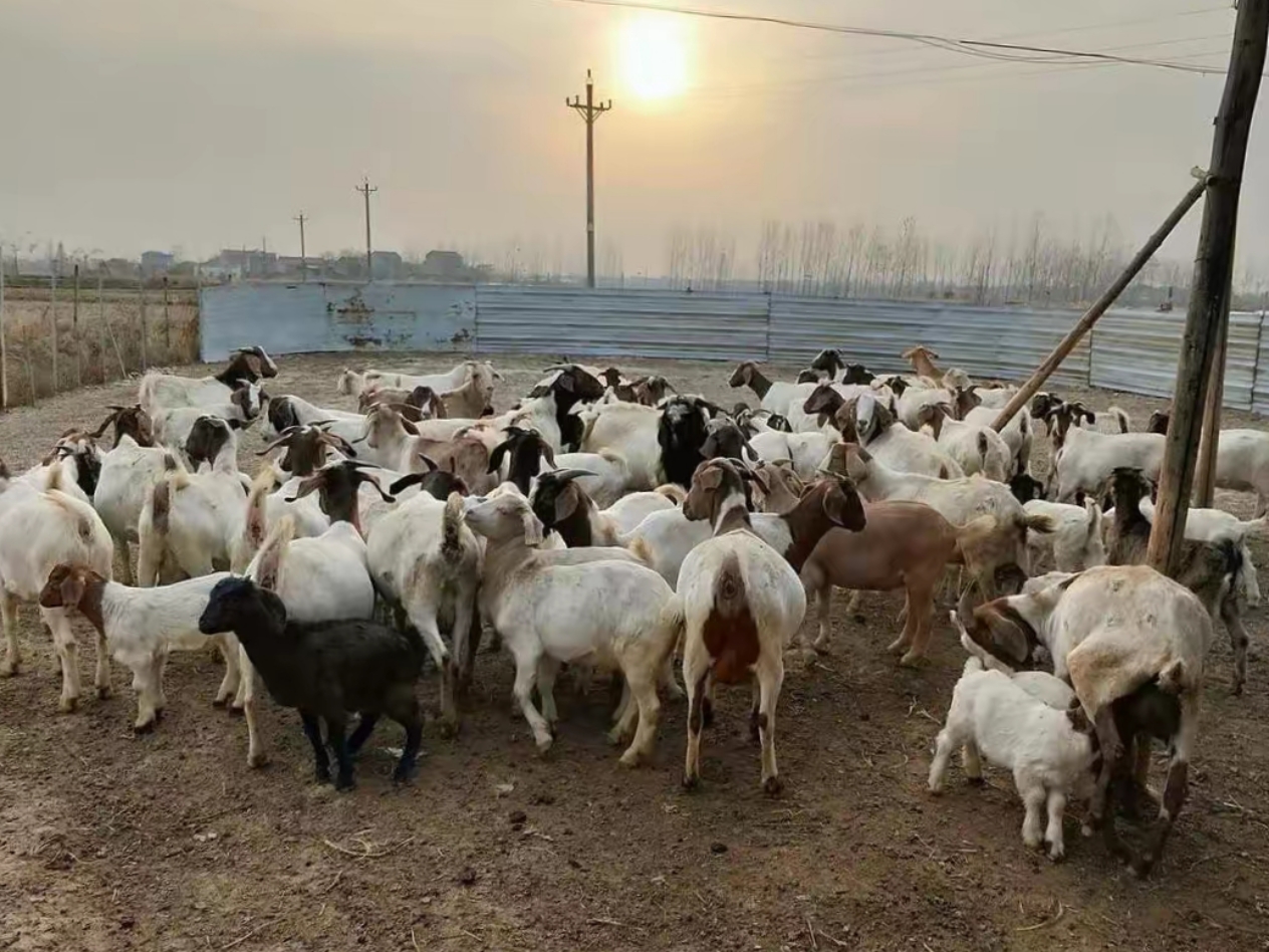 小成本养殖什么好赚钱(小成本养殖什么好赚钱呢)
