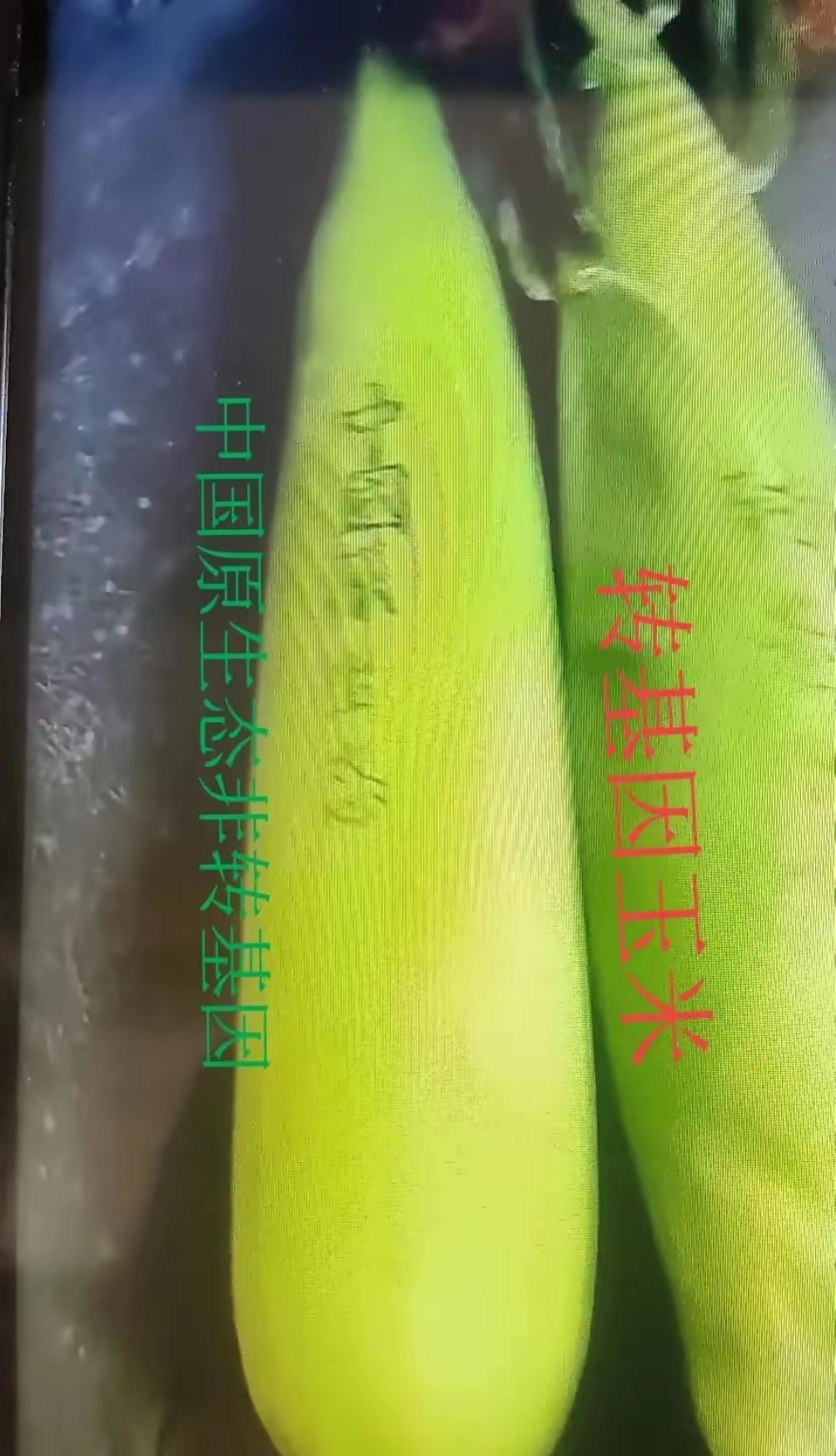 我也是刚从一位种植者视频里知道怎么区分转基因和非转基因玉米,尾部