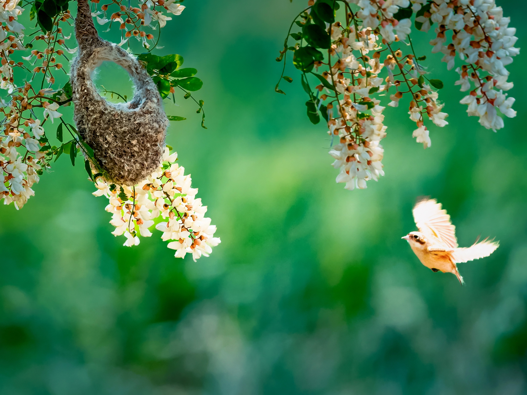 中华攀雀被誉为"鸟类建筑师",是国家二级保护动物,喜欢栖息在临近河流