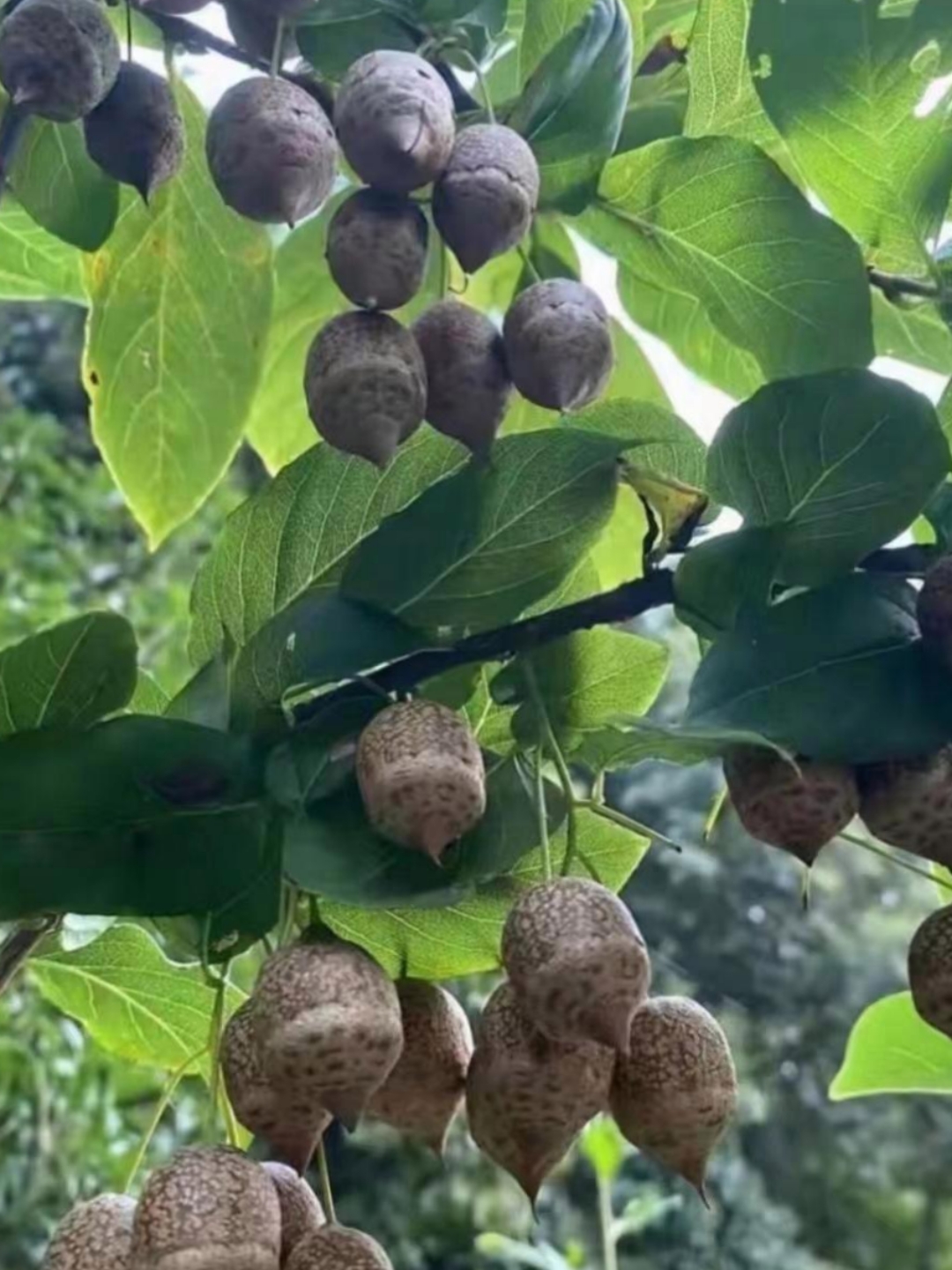 前几天回老家去山上砍柴,看到了这个果树,上面结满