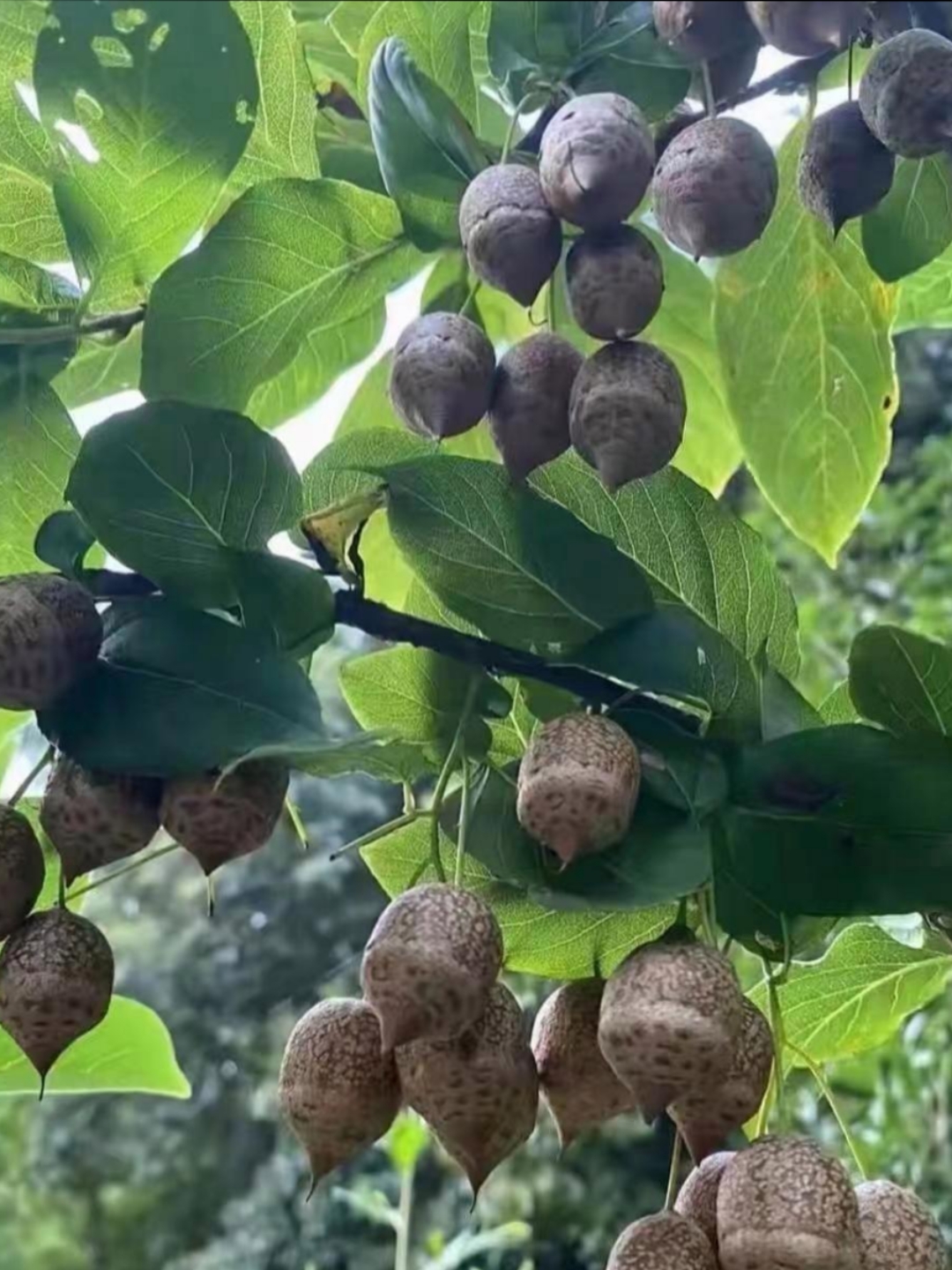 前几天回老家去山上砍柴,看到了这个果树,上面结满