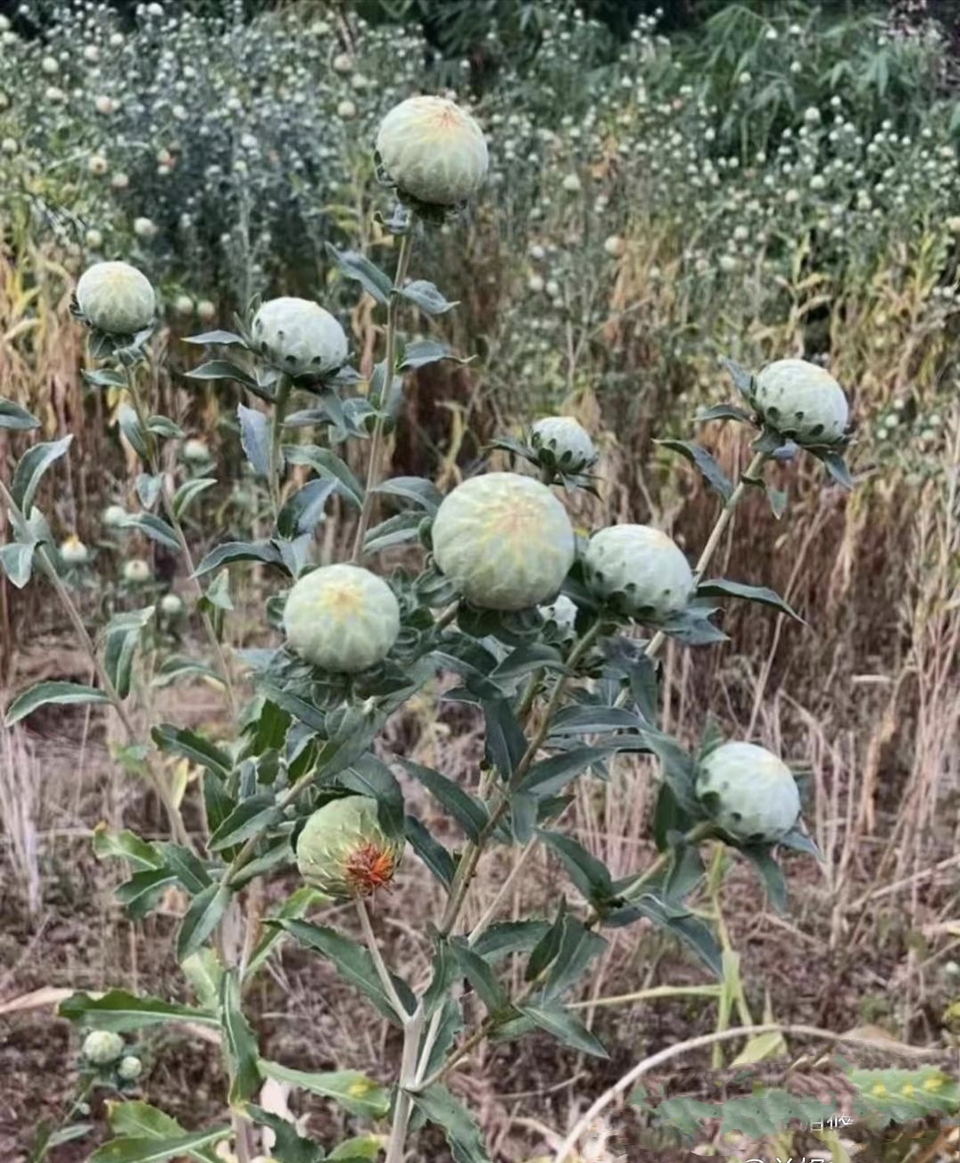 今天和我老公去田里抓泥鳅.看见这种植物,这头是要开花了吗?