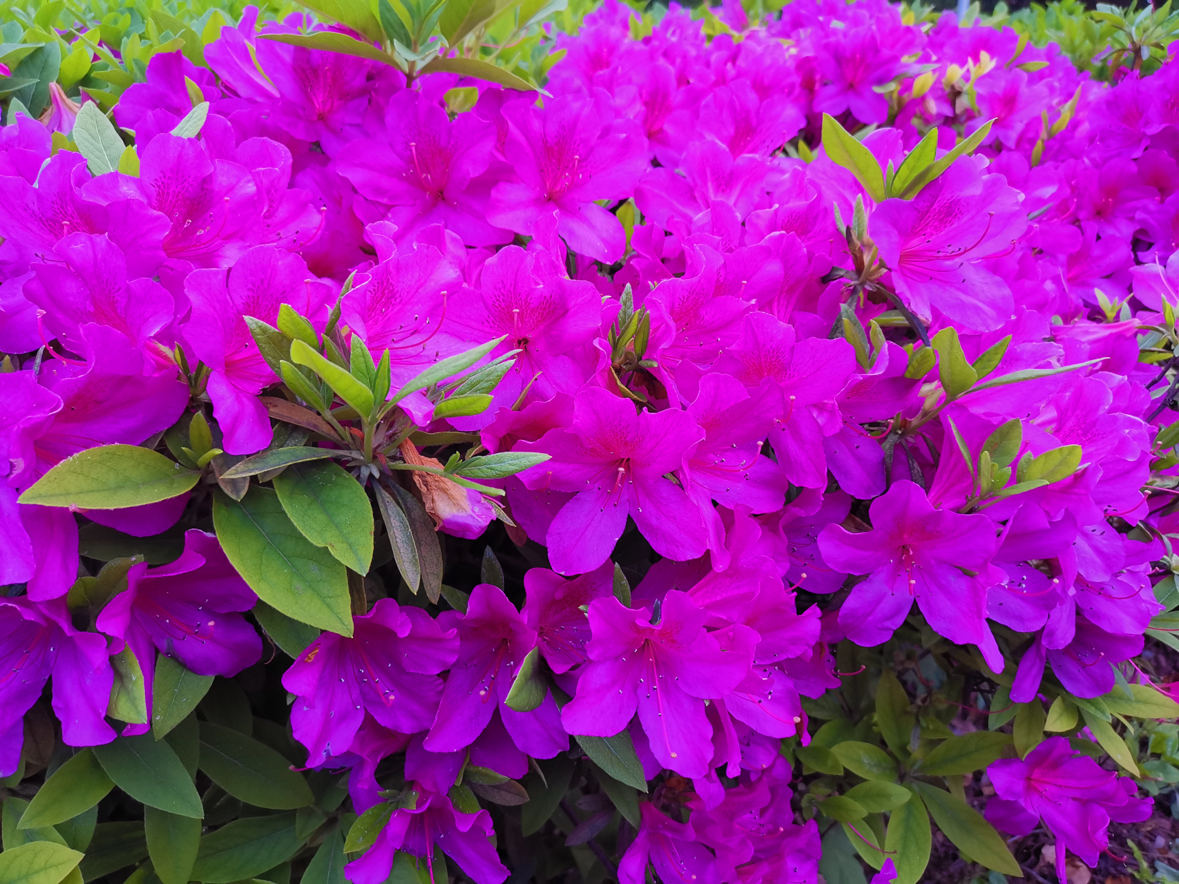 随手拍春天# 姹紫嫣红