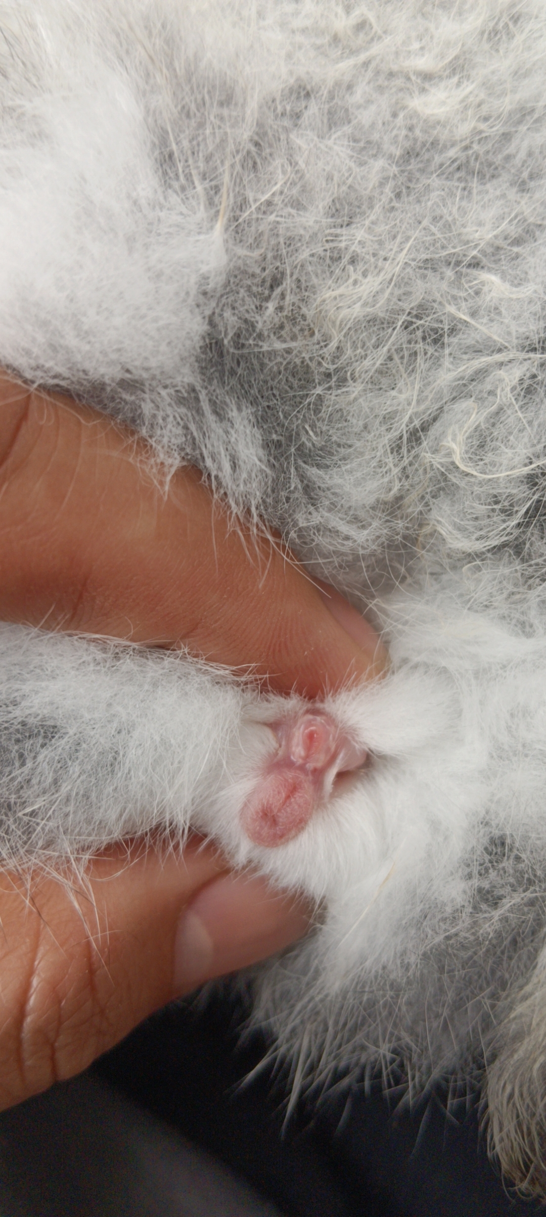 谁会看兔子公母的,帮忙看一下