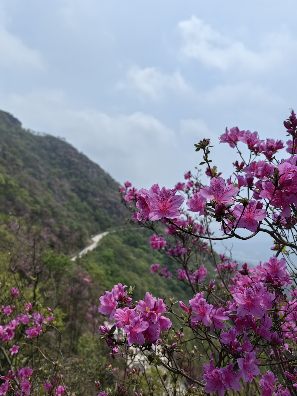 奉化金峨村杜鹃图片