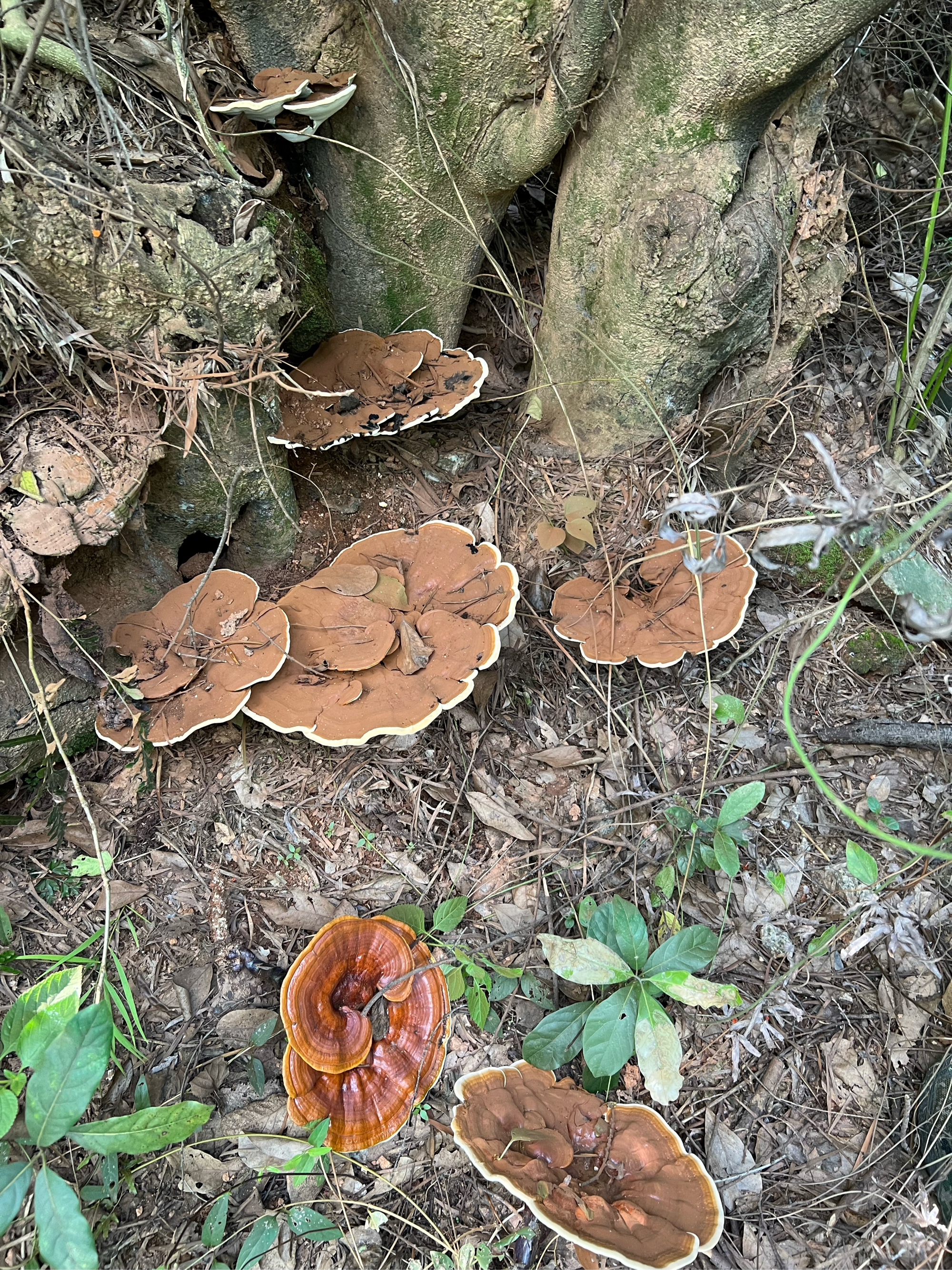 今年的野生赤芝越来越少了