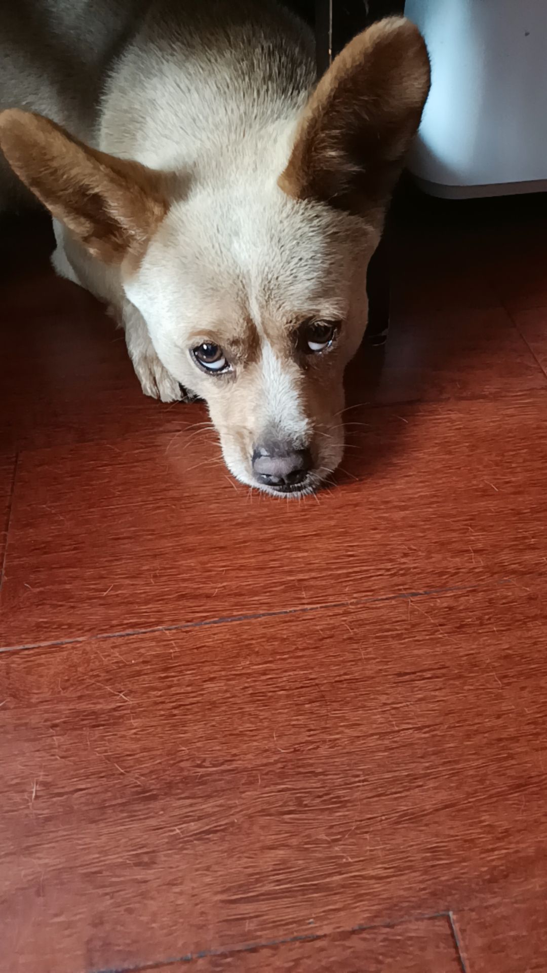 可爱的狗狗怕热趴在地上