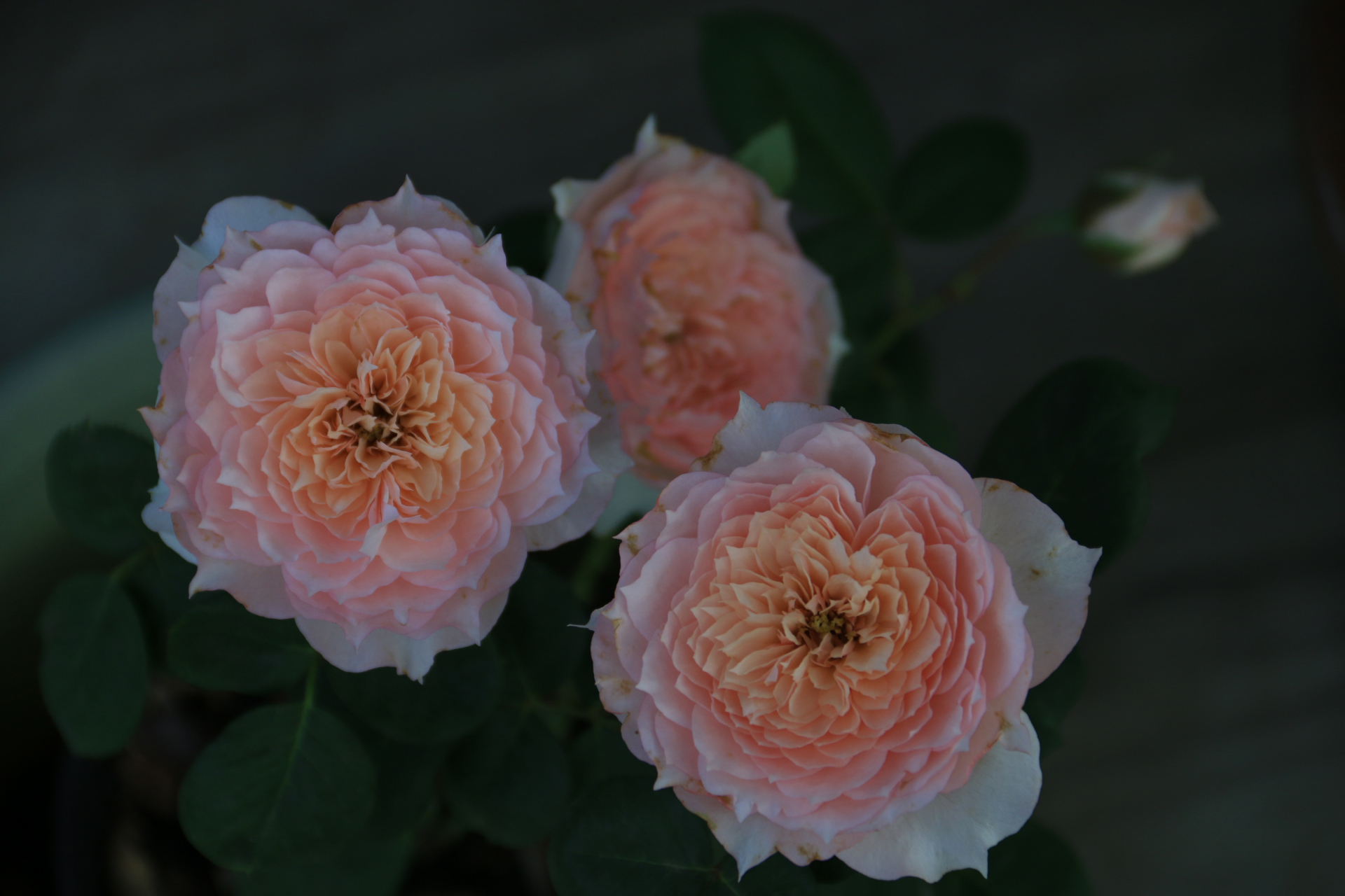 莫妮卡戴维 monique darve,法国三大月季育种商之一的吉洛(guillot)