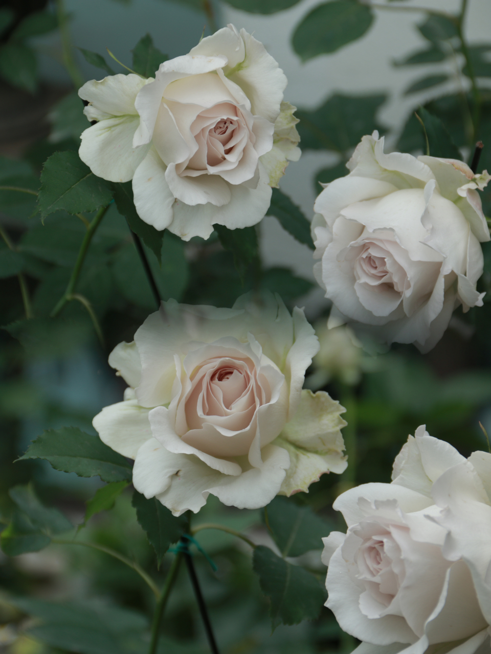 サフィレット,河本纯子于2016年发布的一款#月季# ,很多人喜欢拿莎菲