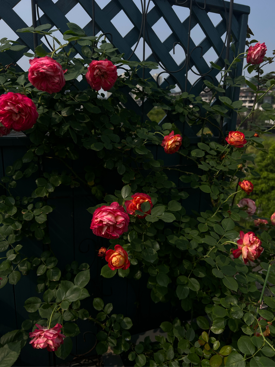 藤本浪漫宝贝 meilivoine,简称:藤宝贝,别名:浪漫苏蕾.