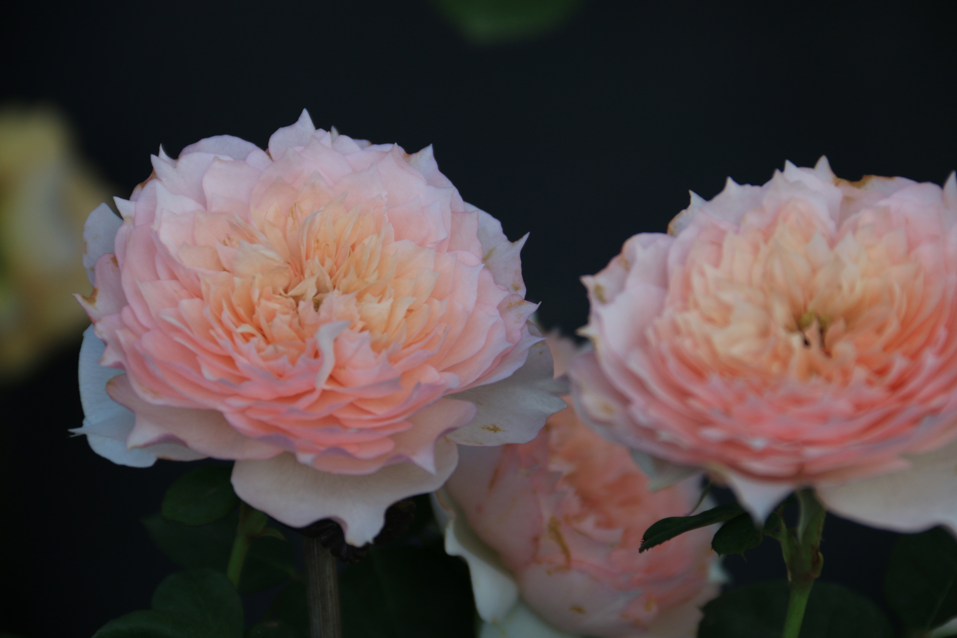 莫妮卡戴维 monique darve,法国三大月季育种商之一的吉洛(guillot)