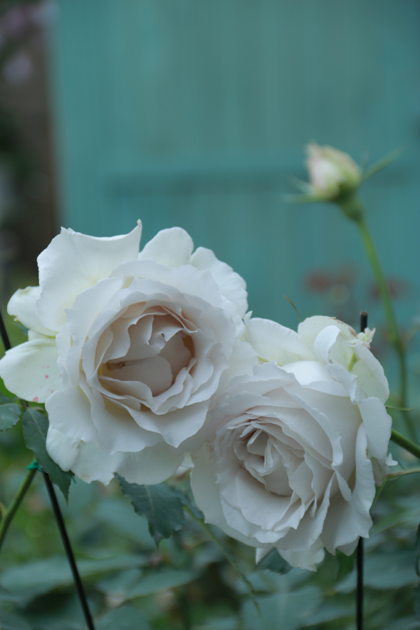 河本纯子于2016年发布的一款#月季# ,很多人喜欢拿莎菲天使跟加百列大