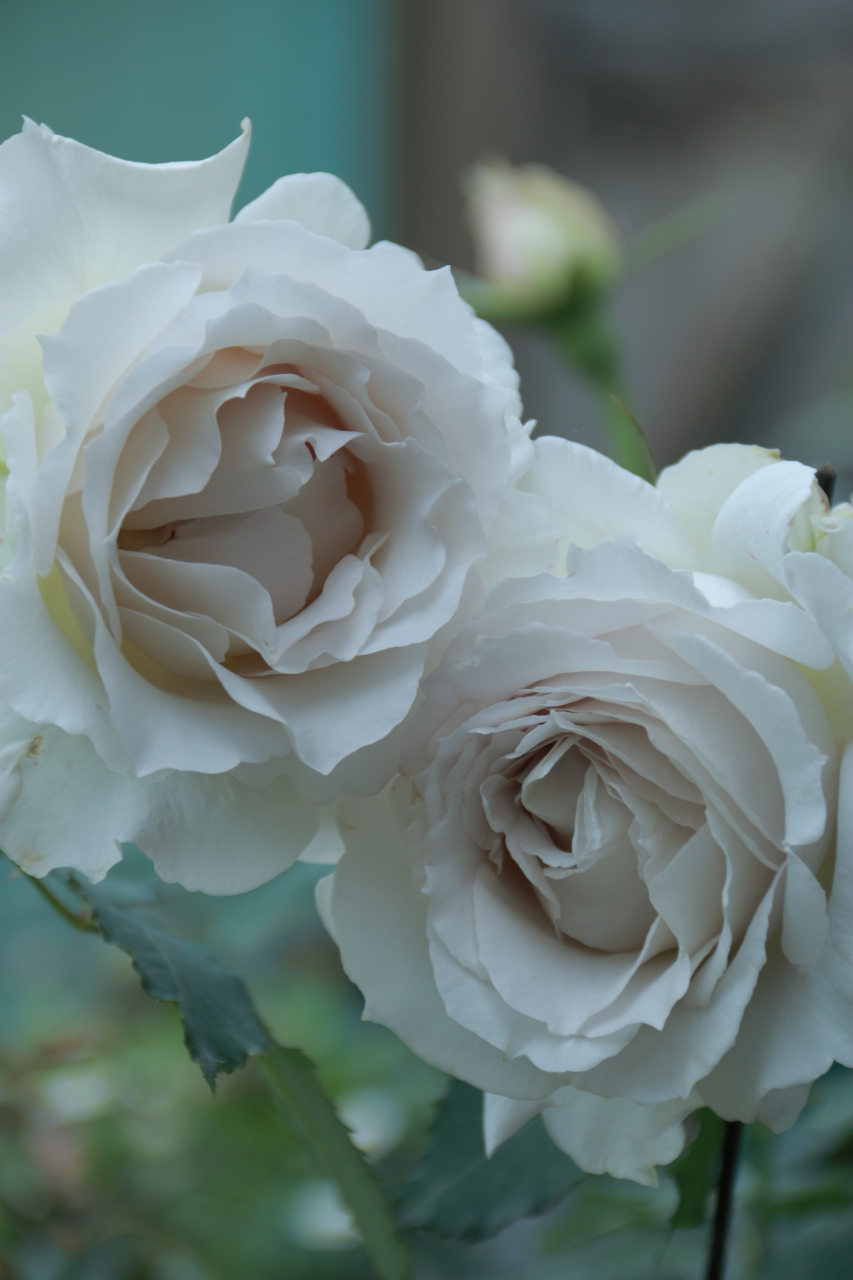 サフィレット,河本纯子于2016年发布的一款#月季# ,很多人喜欢拿莎菲