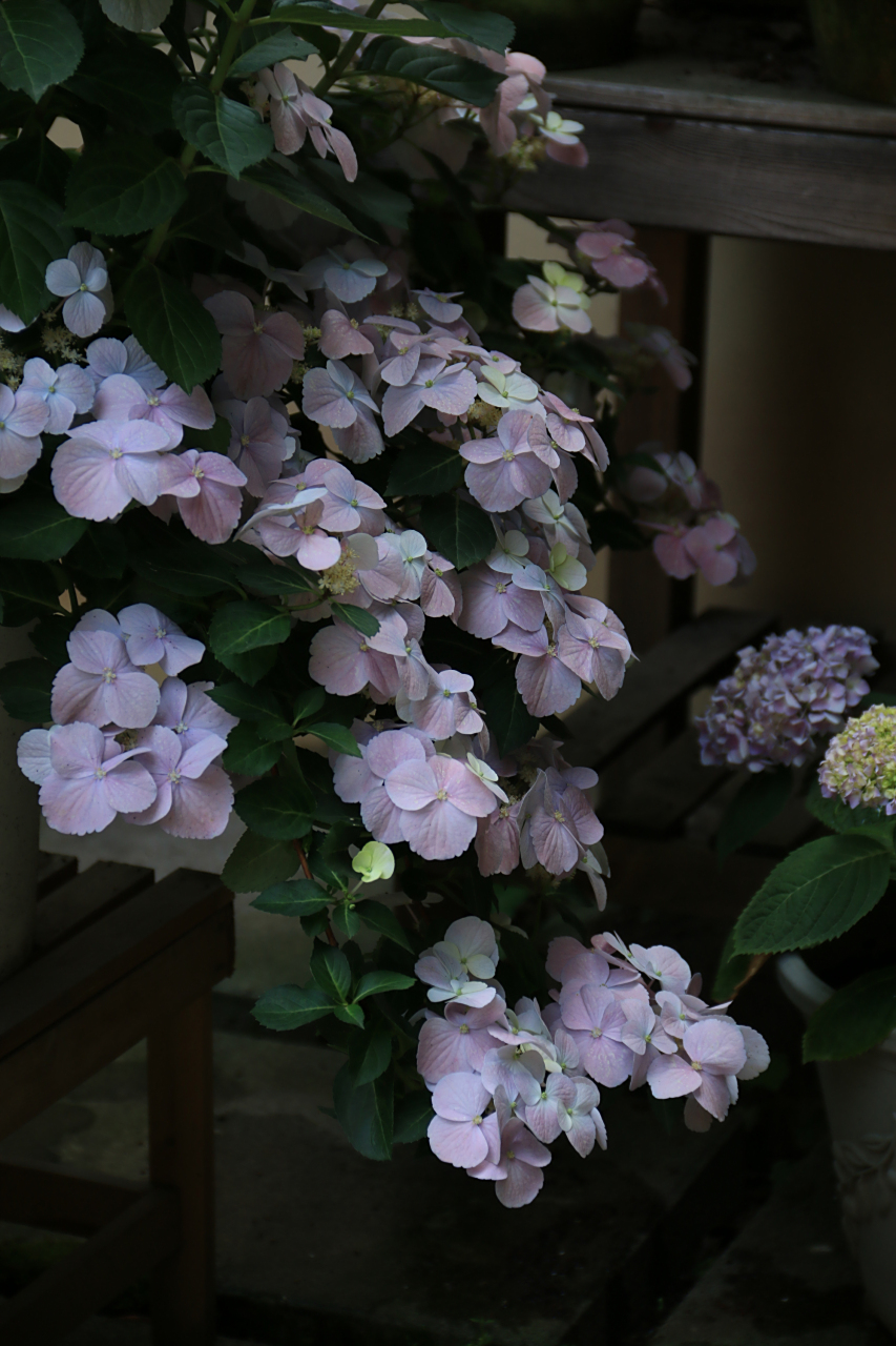 粉色落跑新娘 由法国昂热通过一款山绣球和另一种绣球杂交培育的新品