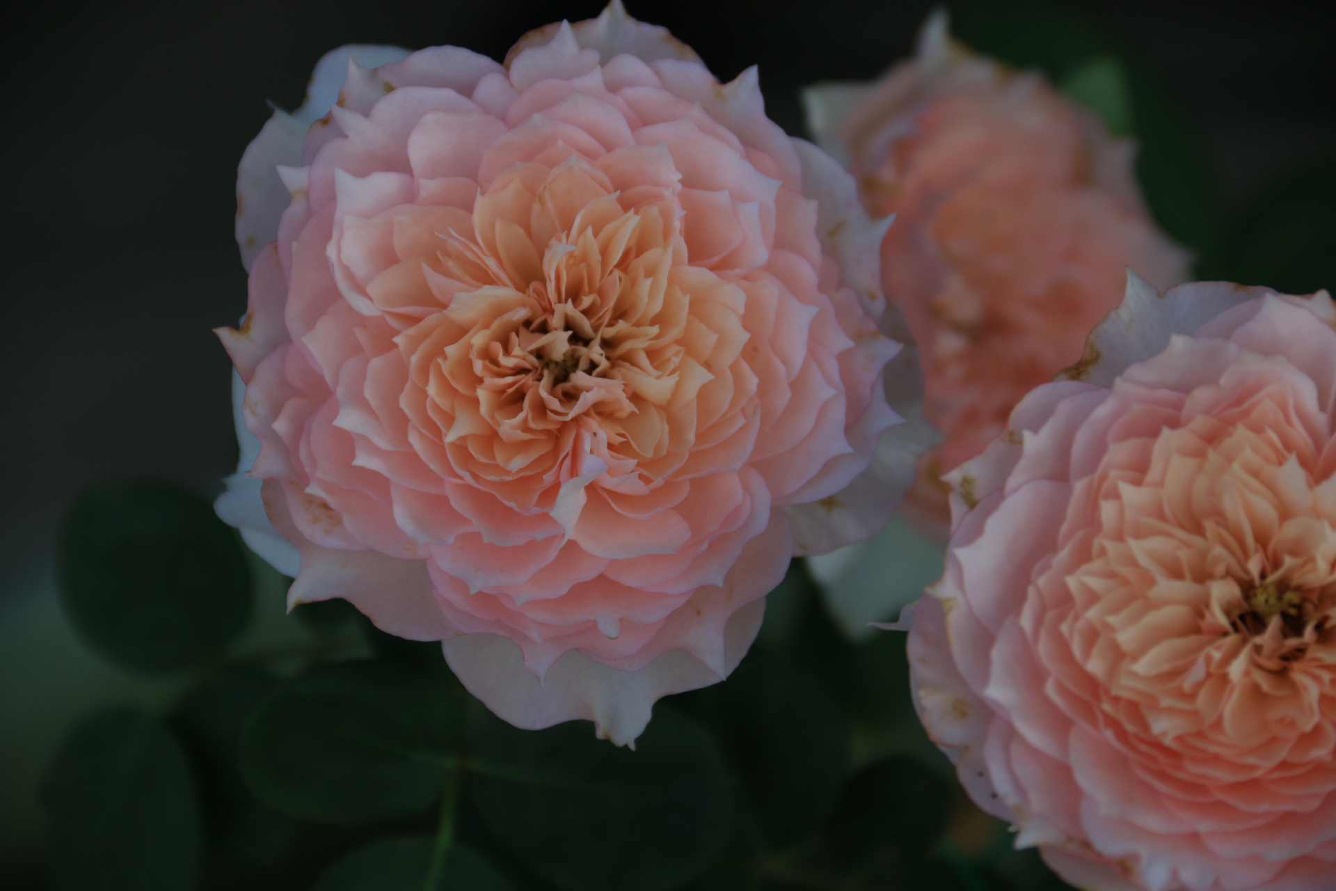 莫妮卡戴维 monique darve,法国三大月季育种商之一的吉洛(guillot)