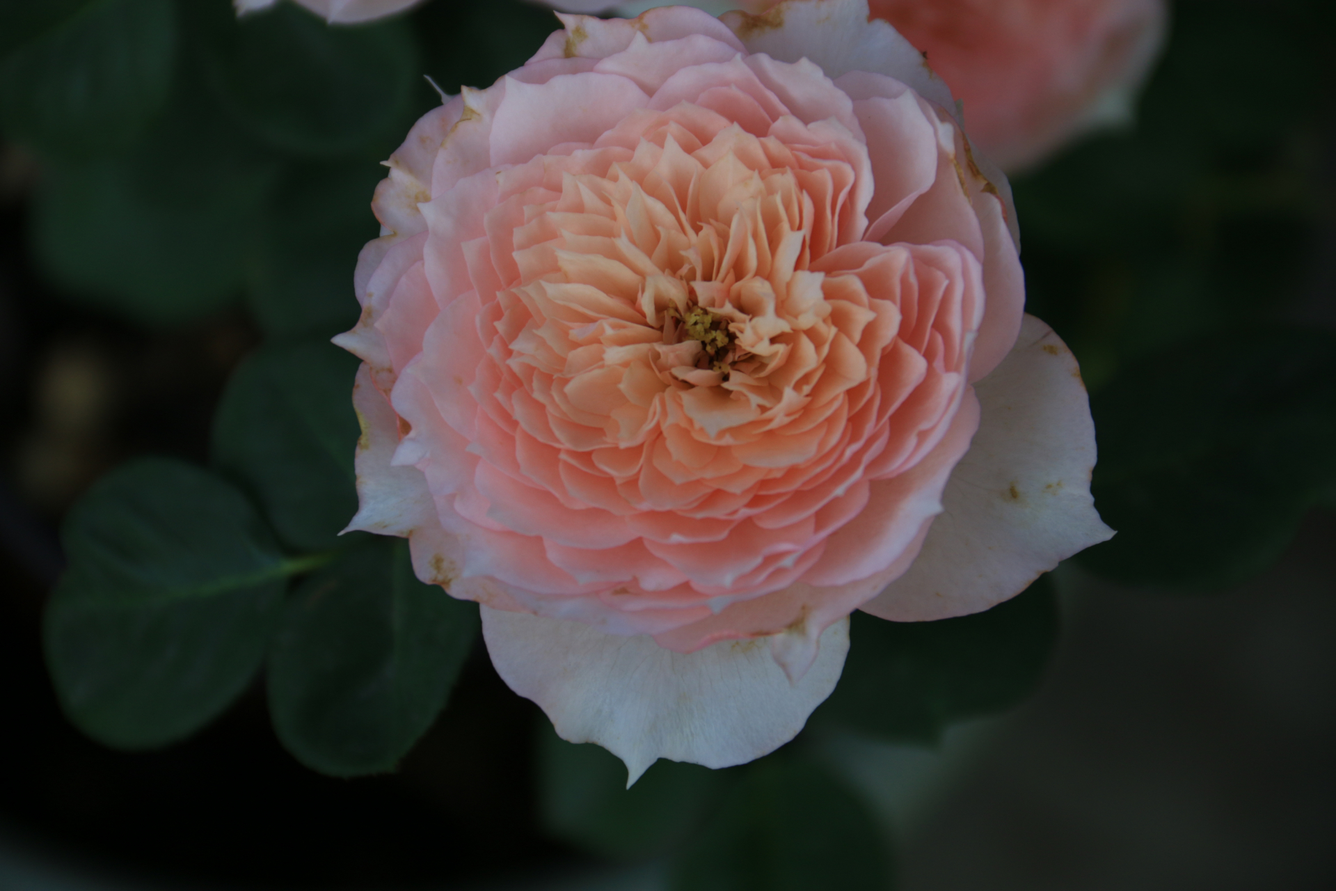 莫妮卡戴维 monique darve,法国三大月季育种商之一的吉洛(guillot)