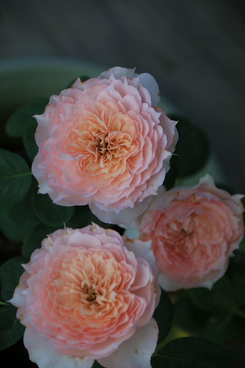 莫妮卡戴维 monique darve,法国三大月季育种商之一的吉洛(guillot)