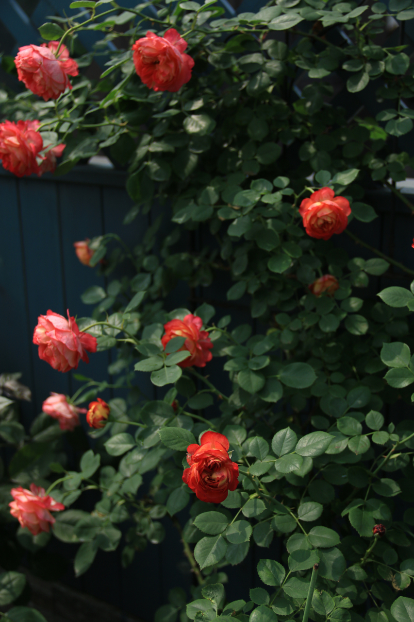 藤本浪漫宝贝 meilivoine,简称:藤宝贝,别名:浪漫苏蕾.