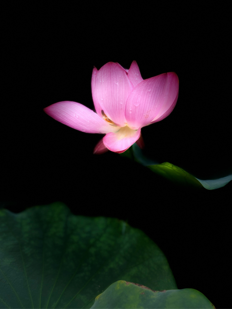 夜色中的莲花悄然绽放,美得如此静谧.