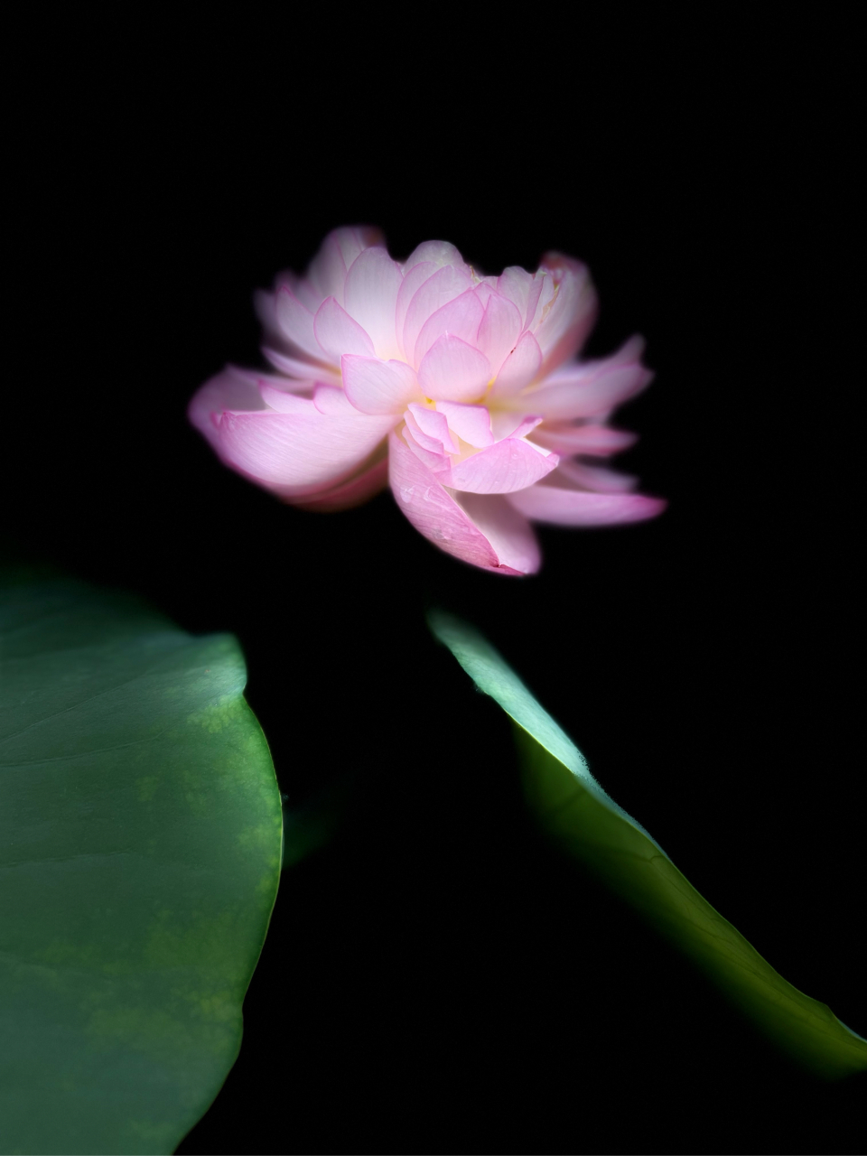 夏夜微风,轻抚脸庞,一池碧叶,摇曳生姿.