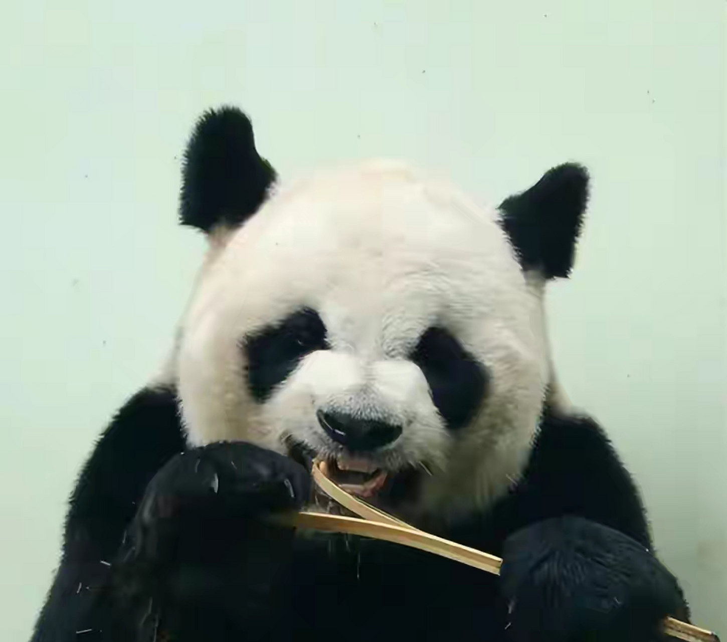 "脱星"缘小——一脱成名989898  缘小,是大熊猫奇缘和琳琳的