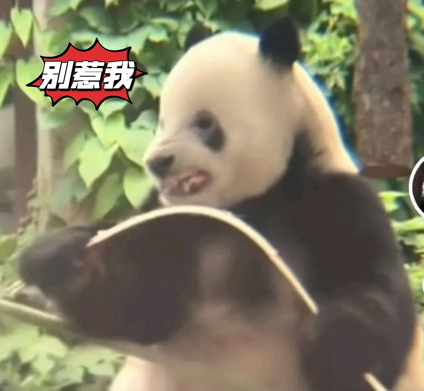 萌二[国宝]:萌兰哥哥,拥有"洪荒之力"的小伙子[加油] 大家看过萌兰