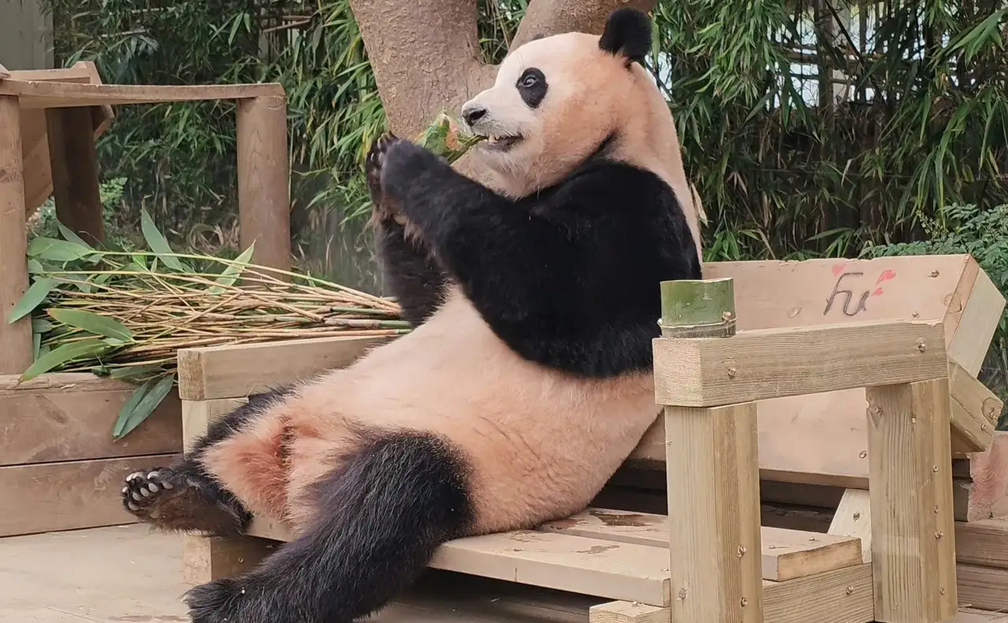 哇塞,福猪猪94居然会喝"莫吉托"[鼓掌][鼓掌][鼓掌][鼓掌] 这妖娆的