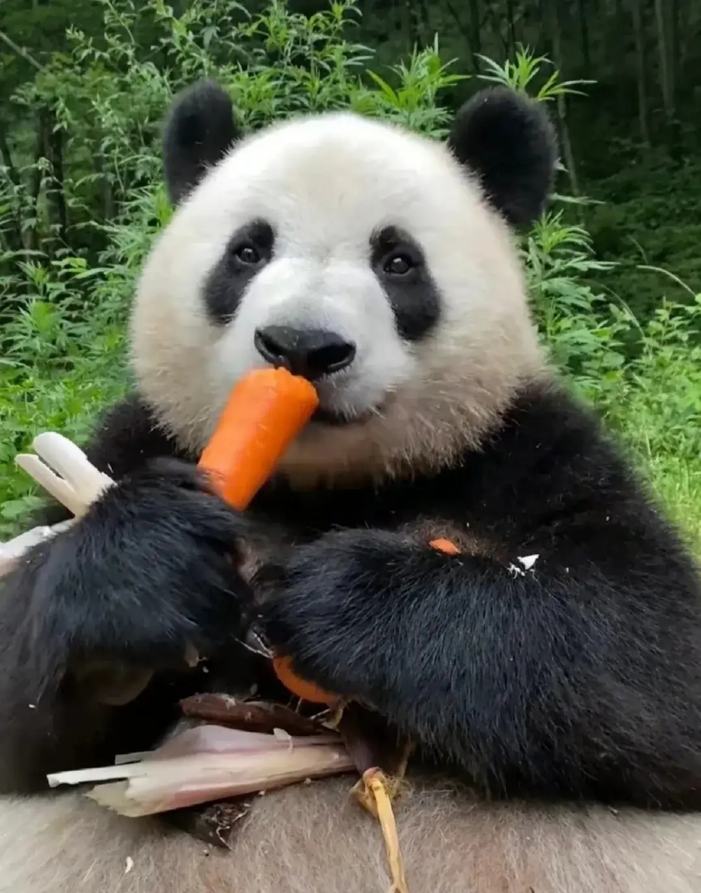 小馨拉的是"青蛇"989898  大家要多吃粗粮哟,小馨用切身经历