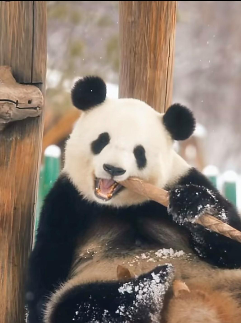 微笑公主"思嘉"94:"一人一熊"的双向奔赴,感动!