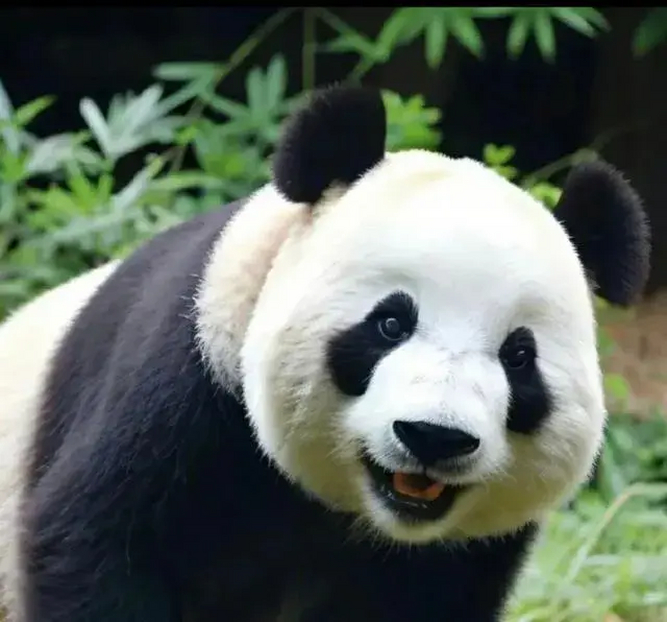 飞云94:云云,是见到"心上人"了吧[开心][开心][开心] 眼里全是"星星