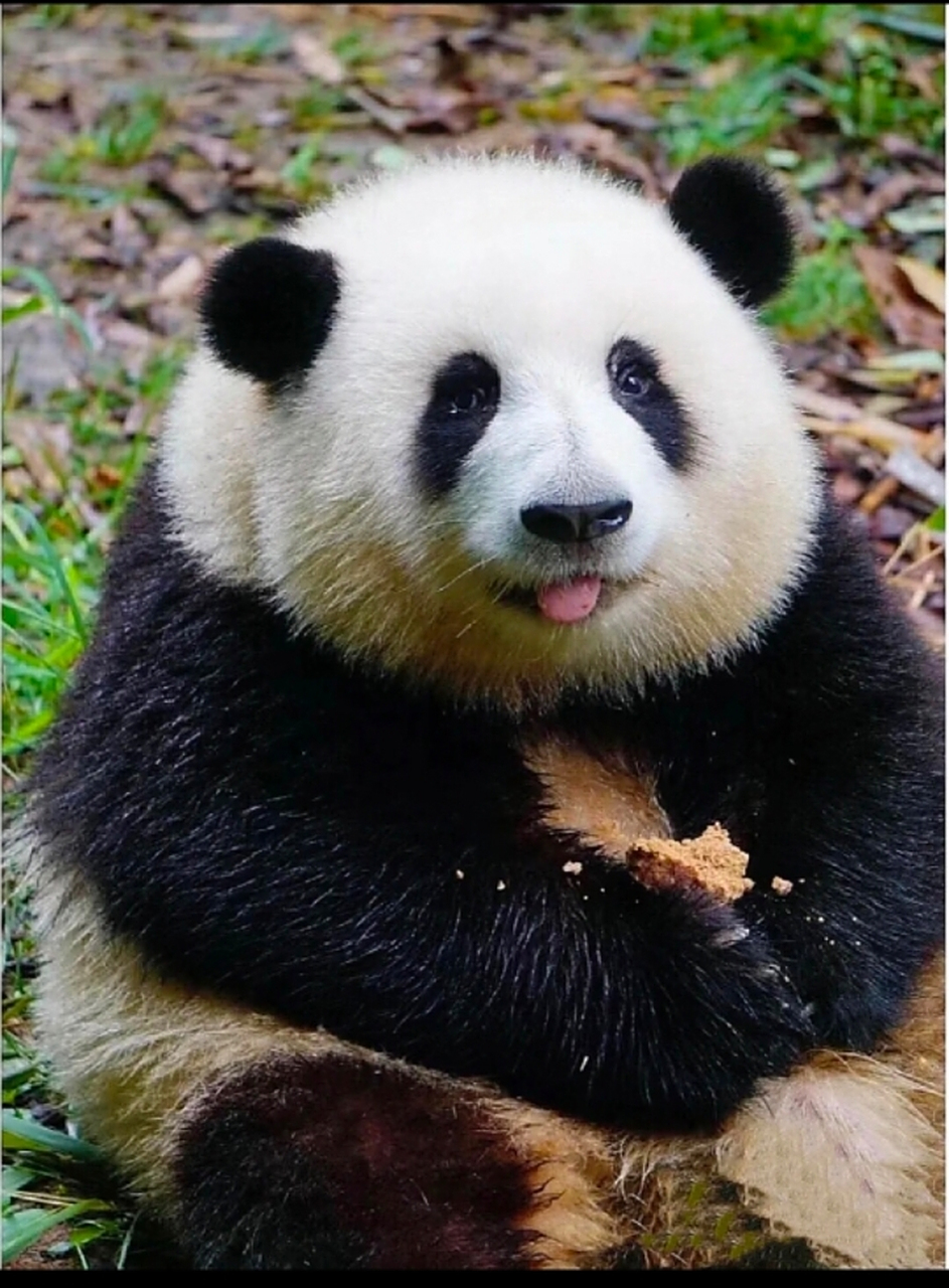 从此我的心里住了一个"人"———大熊猫"成和花"947815  关注