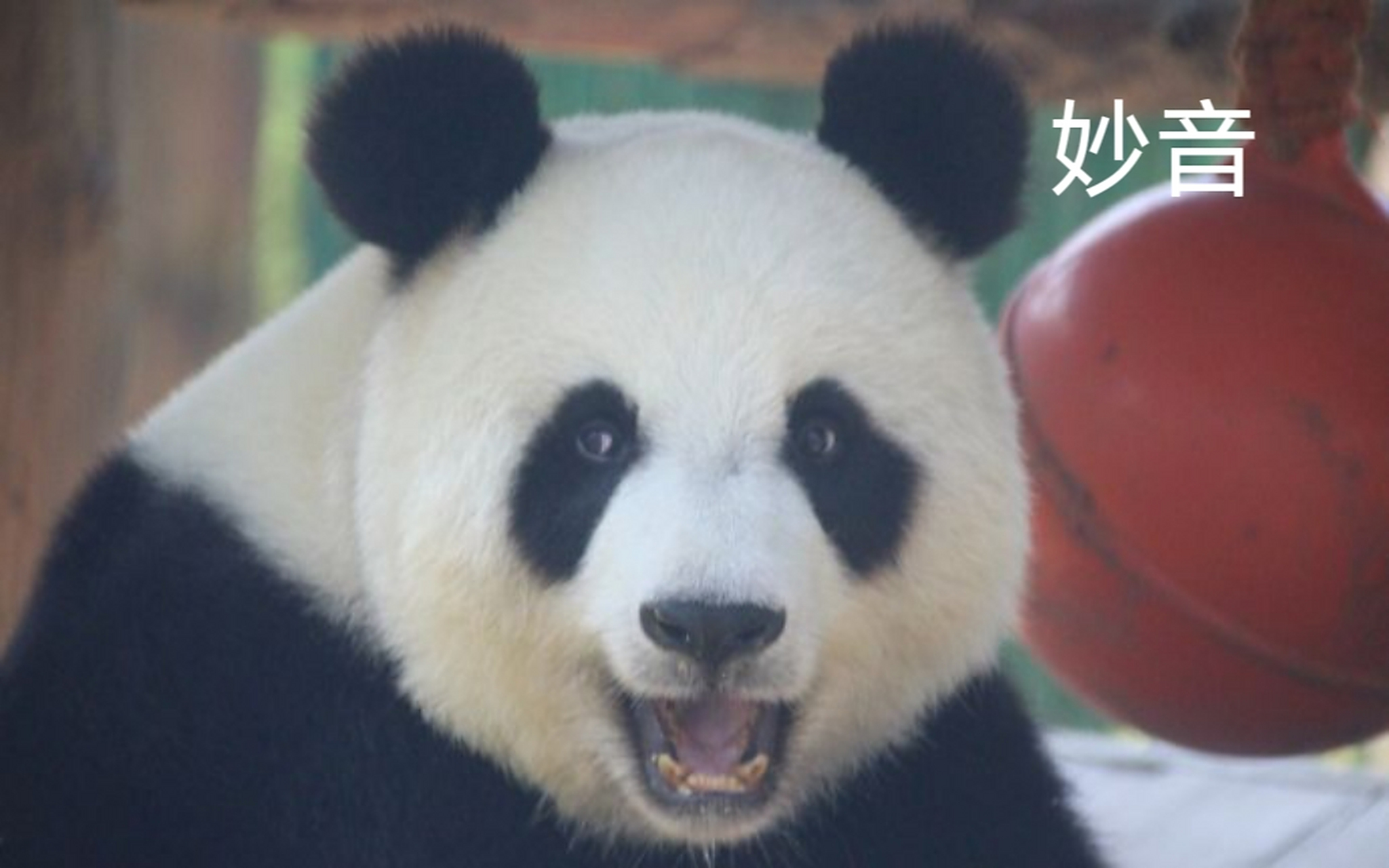 金虎,飞云,妙音949494:今天看到一个非常好的视频,分量给大家