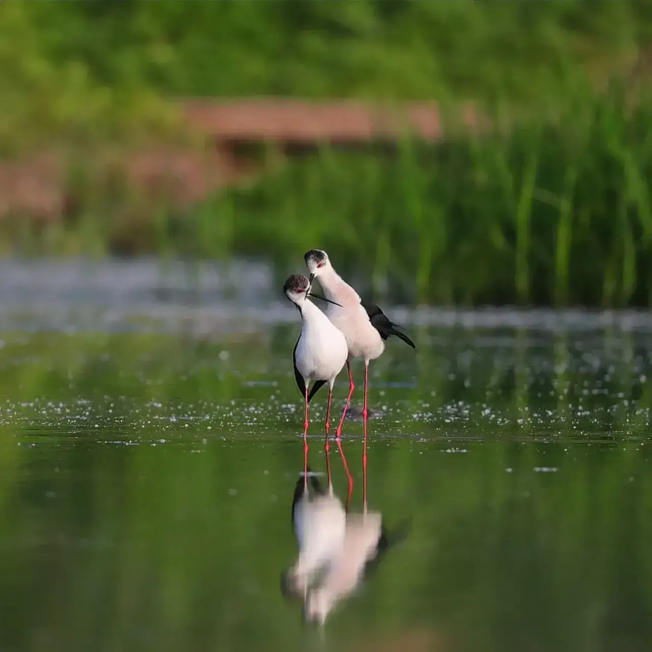 关雎 [ 先秦 ] 《诗经》  关关雎鸠,在河之洲. 窈窕淑女,君子好逑.