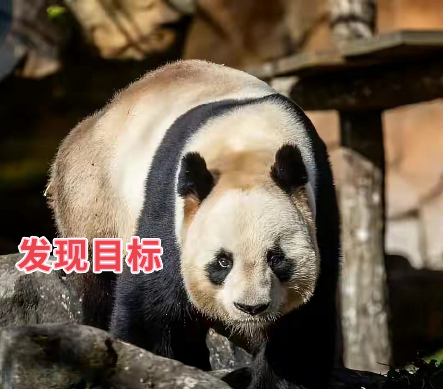 旅法"特工"园子[国宝]:真正的熊猫圈大佬,熊霸天下,但却完美继承了