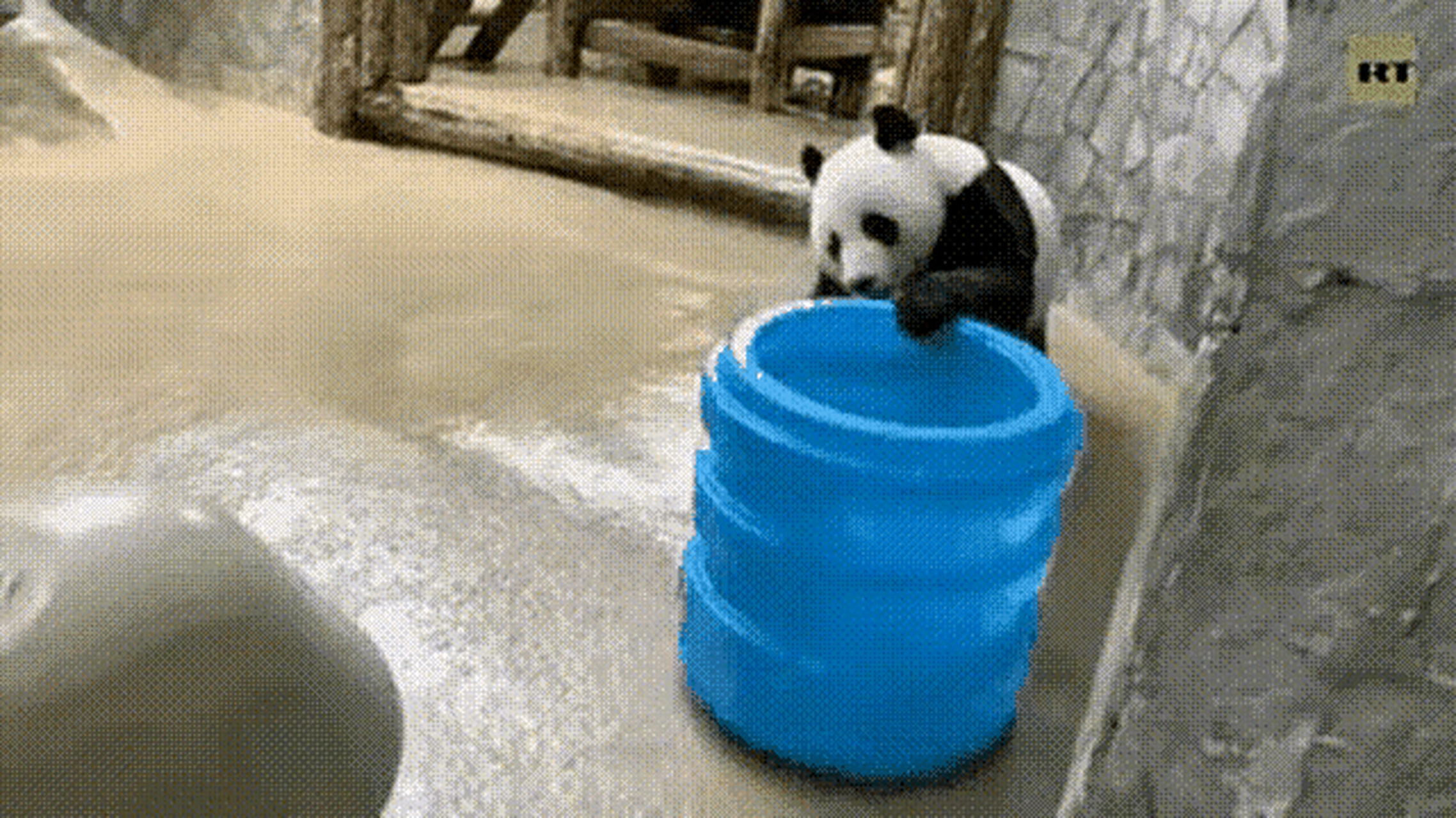 如意,好害怕过几年你喝着"伏特加",唱着"喀秋莎",骑着摩托车回来啦