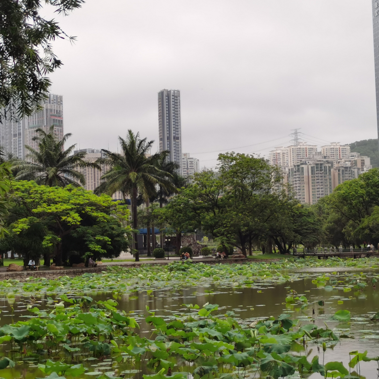 深圳市红湖公园看湖景