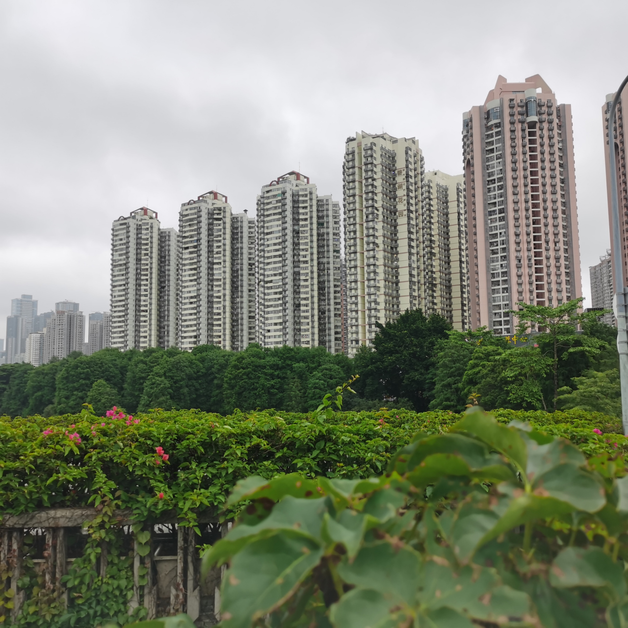 深圳市红湖公园看湖景
