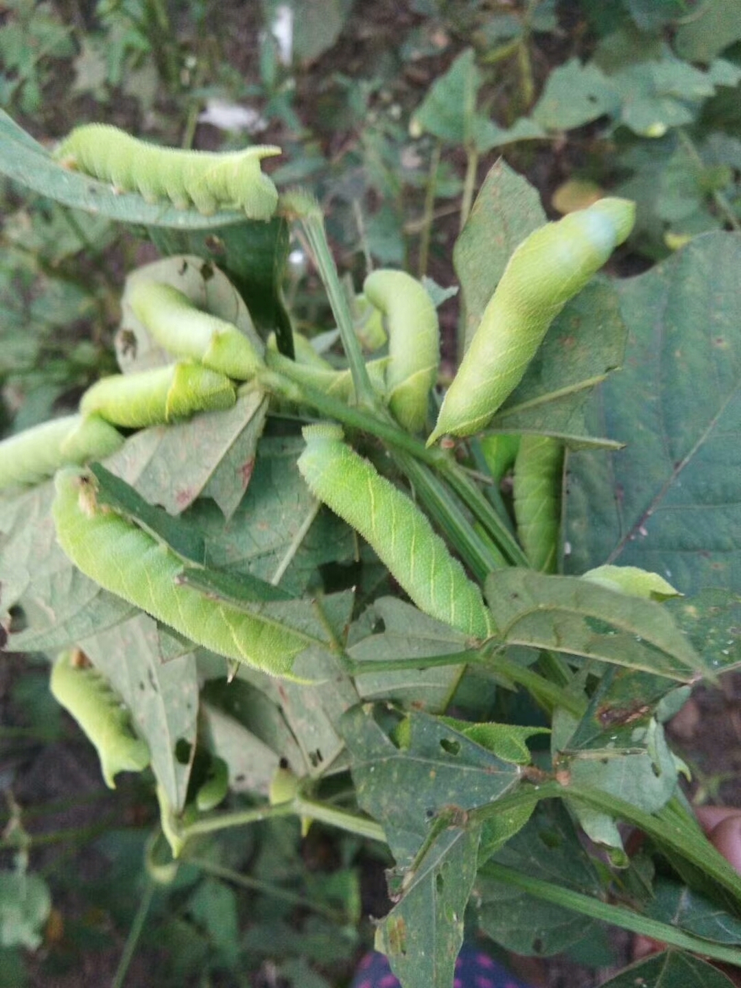 这种虫一般的通称叫豆虫,我.@勇者金龙看世界的动态