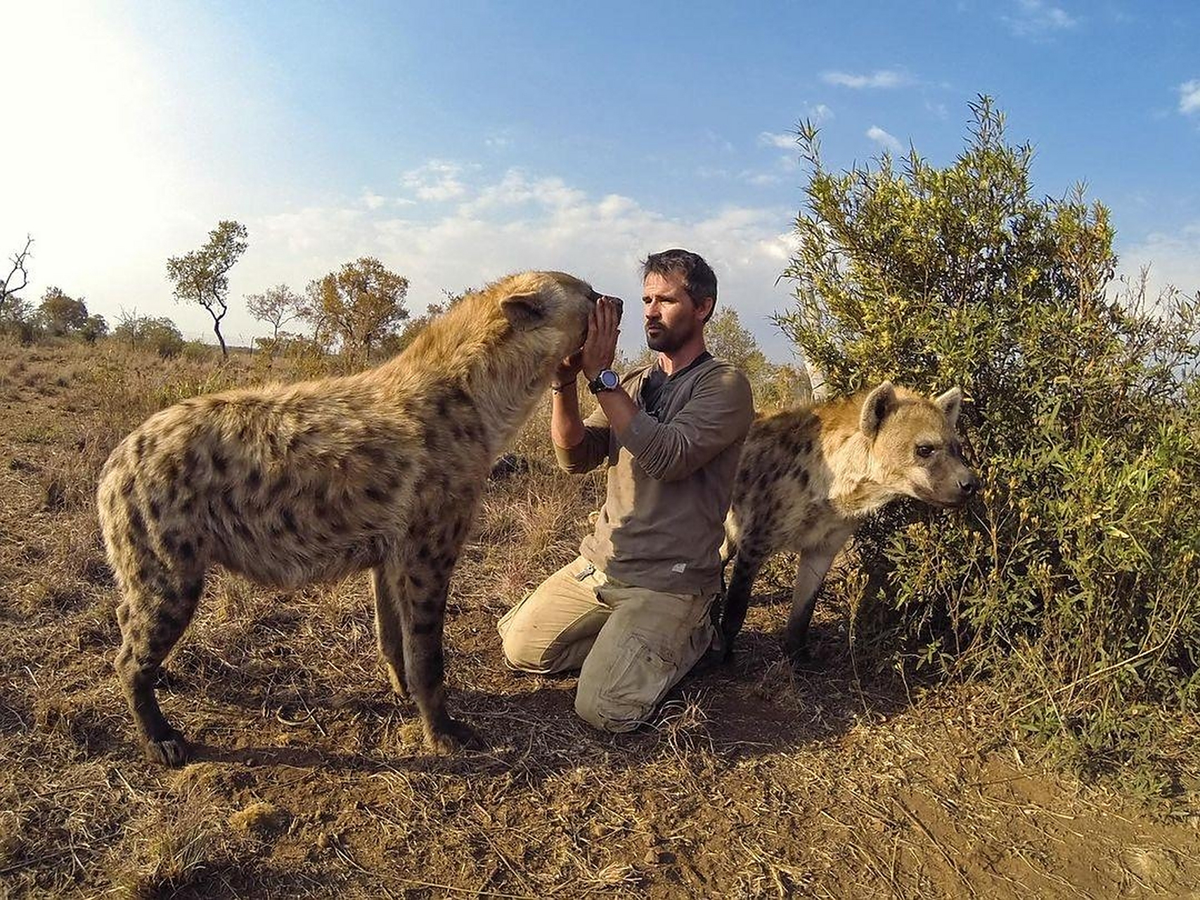印像中总觉得这货沒多大,以为鬣狗也是狗嘛,实际上这货比成年豹子小不