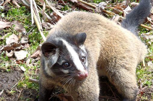 白面学名叫果子狸,据说就是03年疫情的罪盔祸首那家伙